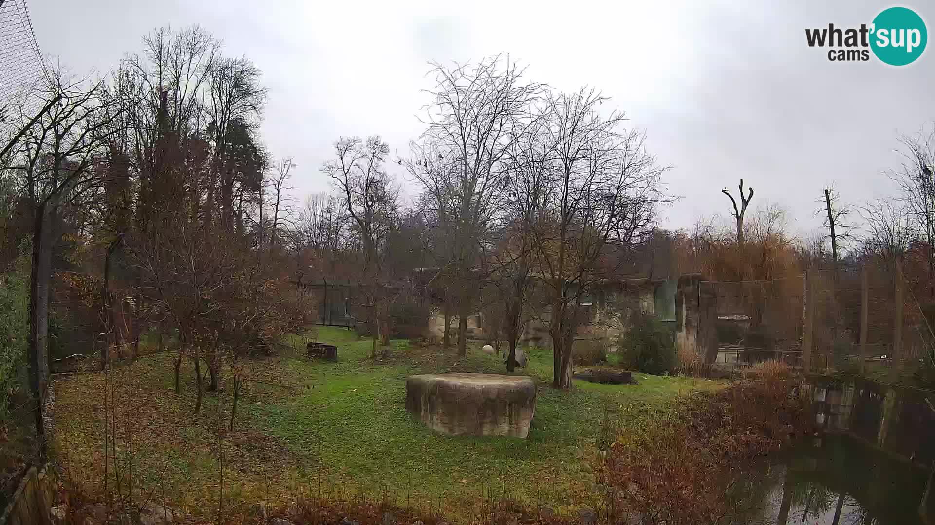 Spletna kamera Zoo Zagreb – Levi