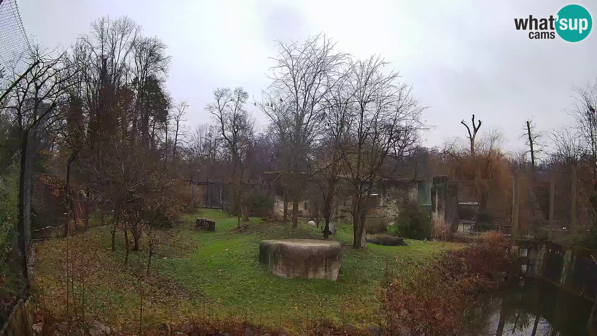 Spletna kamera Zoo Zagreb – Levi