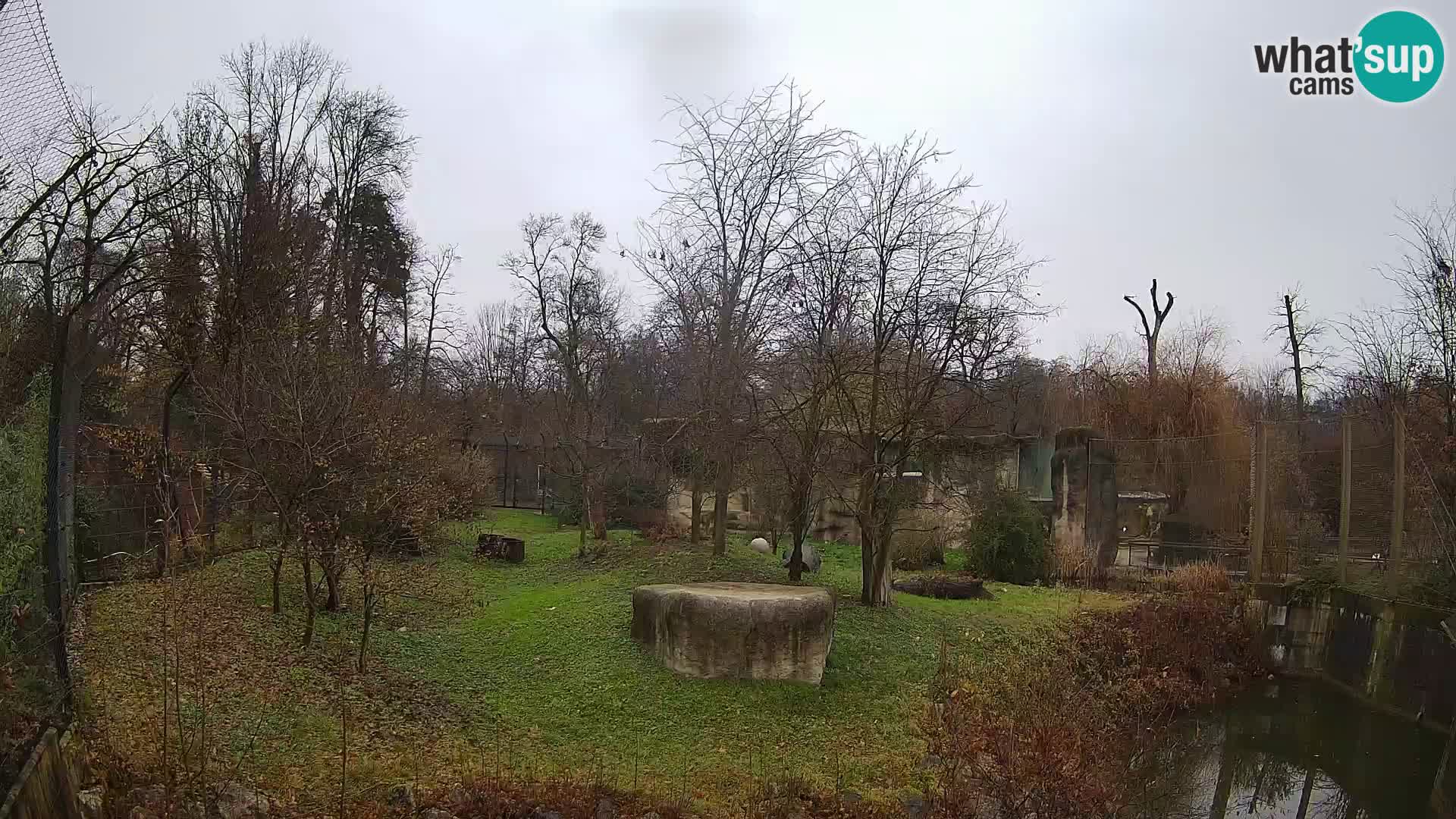 Zoo Zagreb – Lavovi