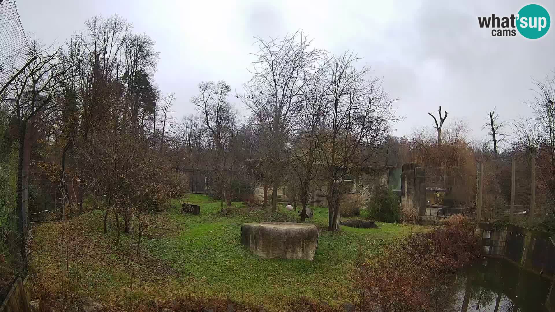 Zoo Zagreb – Lavovi