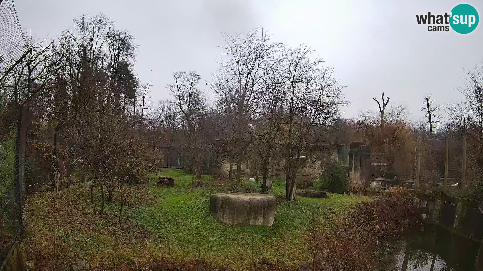 Spletna kamera Zoo Zagreb – Levi