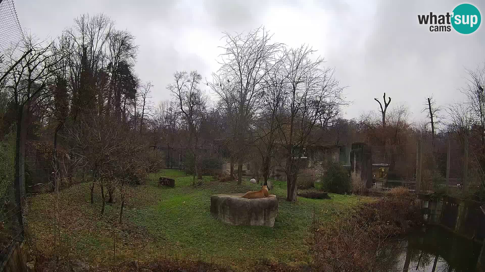 Zoo Zagreb – Lavovi