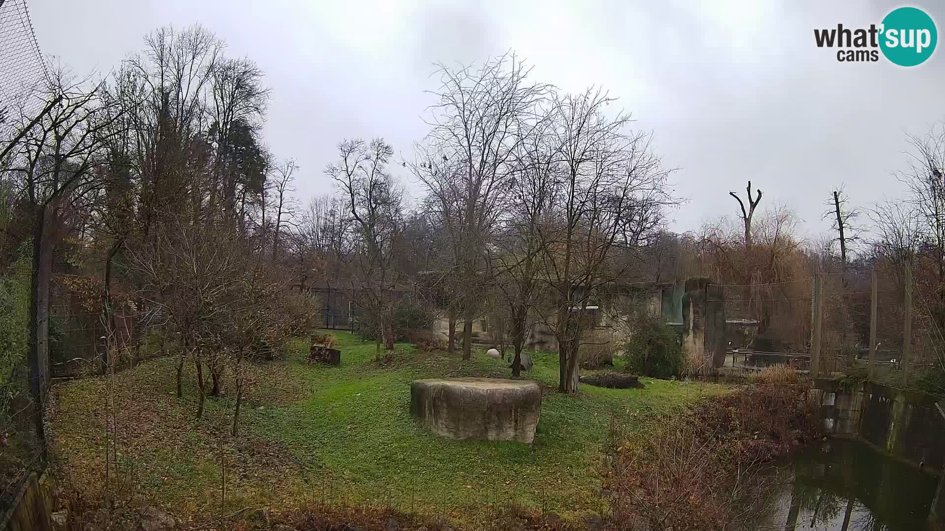 Spletna kamera Zoo Zagreb – Levi