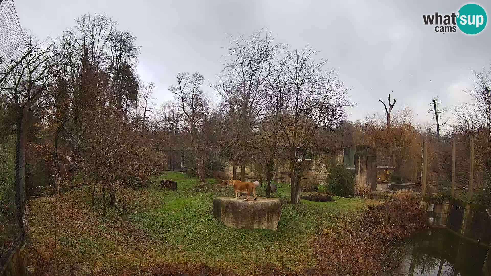 Zoo Zagreb – Lavovi