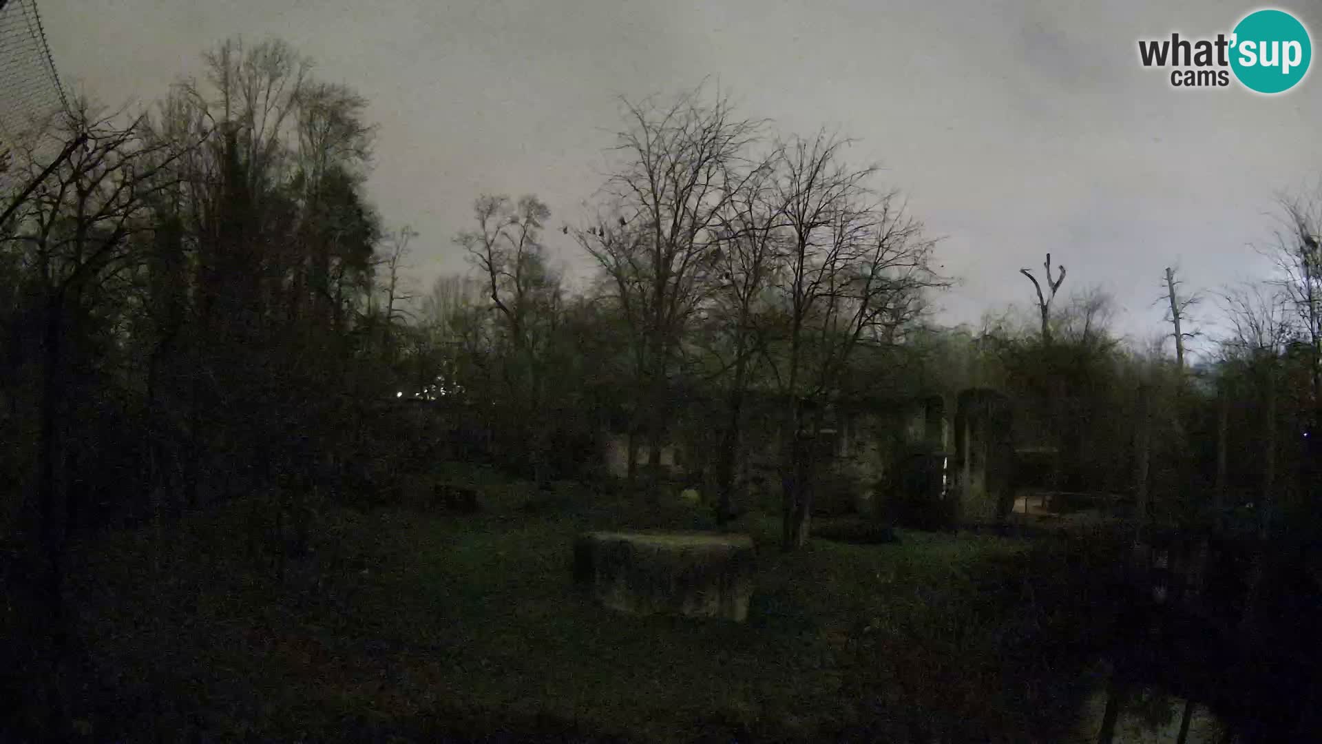 Zoo Zagreb – Lavovi