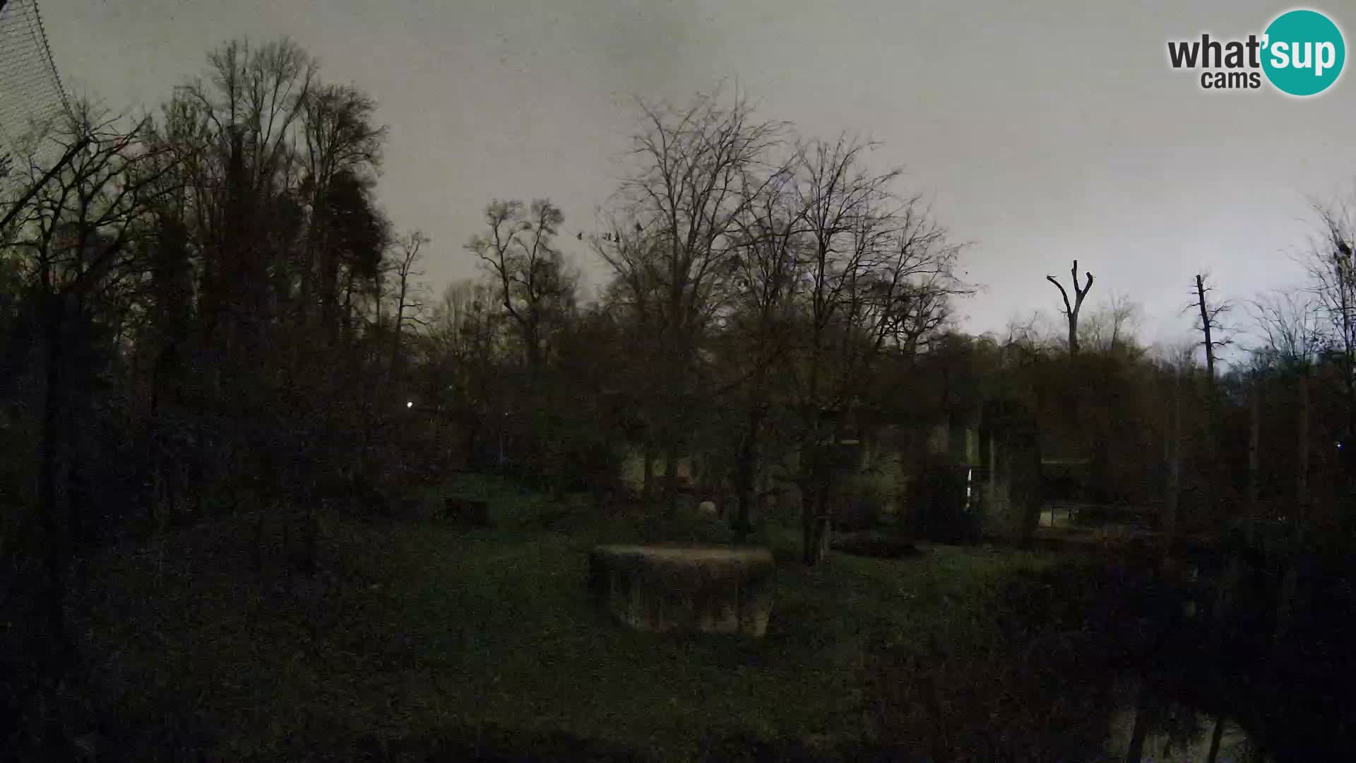 Zoo Zagreb – Lavovi