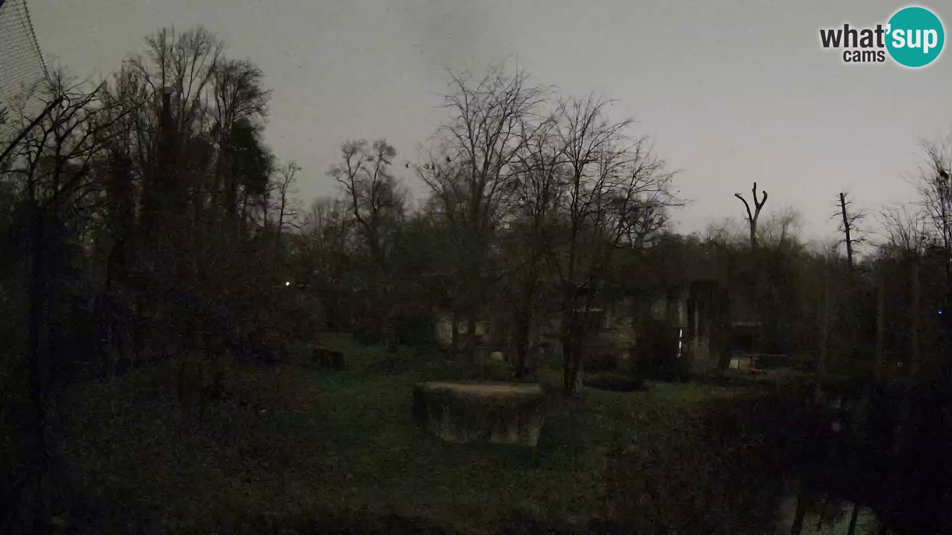 Spletna kamera Zoo Zagreb – Levi