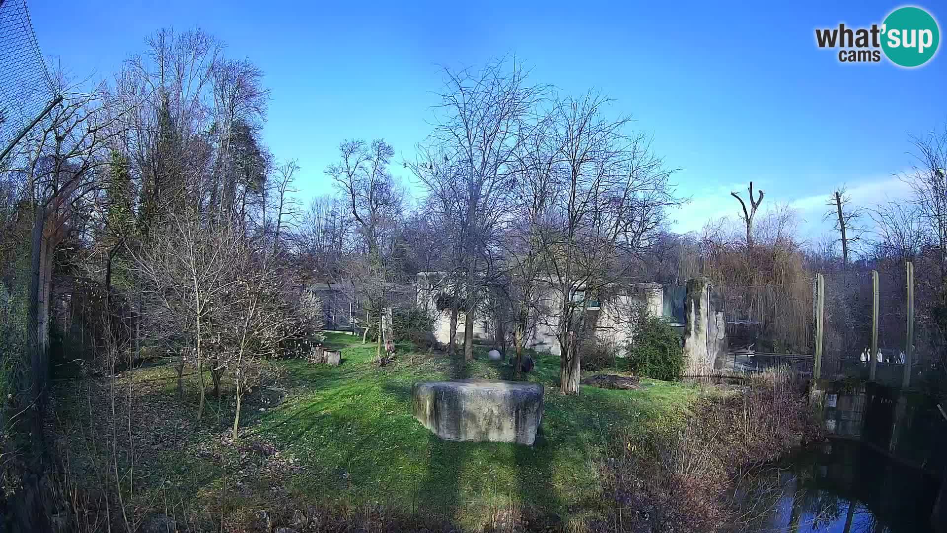 Zoo Zagreb – Lavovi