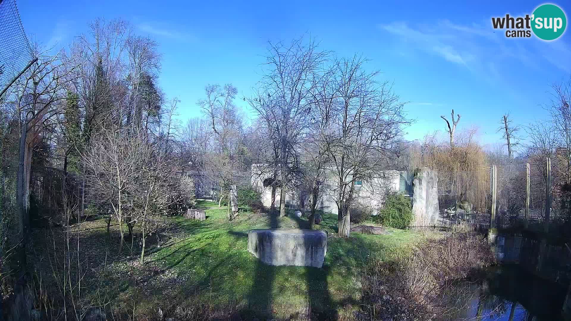 Spletna kamera Zoo Zagreb – Levi