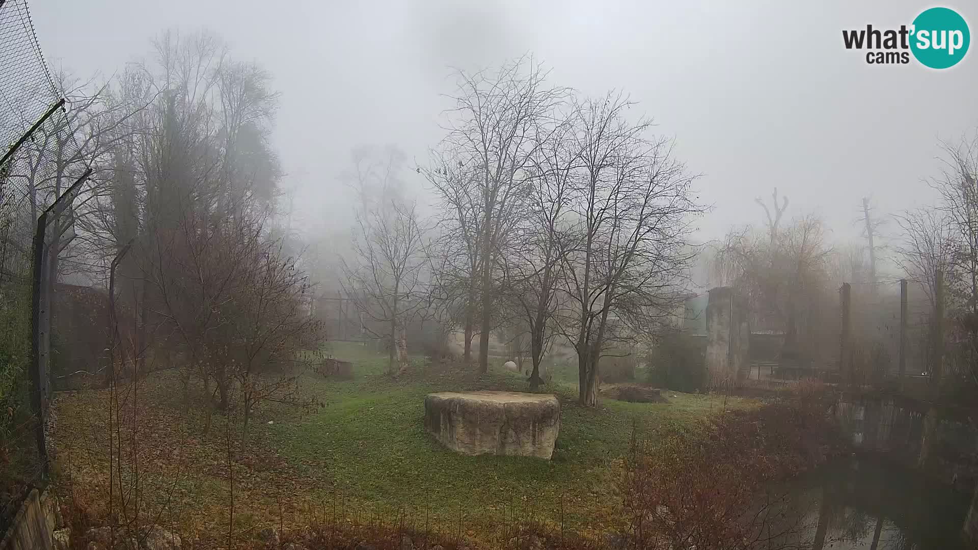 Spletna kamera Zoo Zagreb – Levi