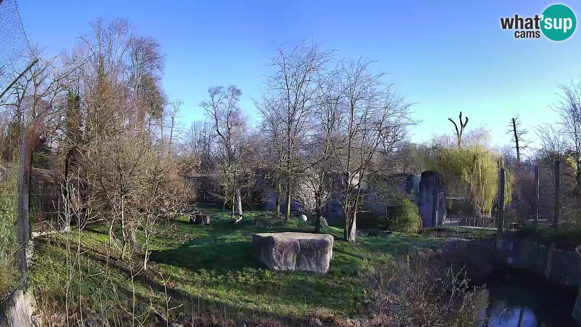 Spletna kamera Zoo Zagreb – Levi