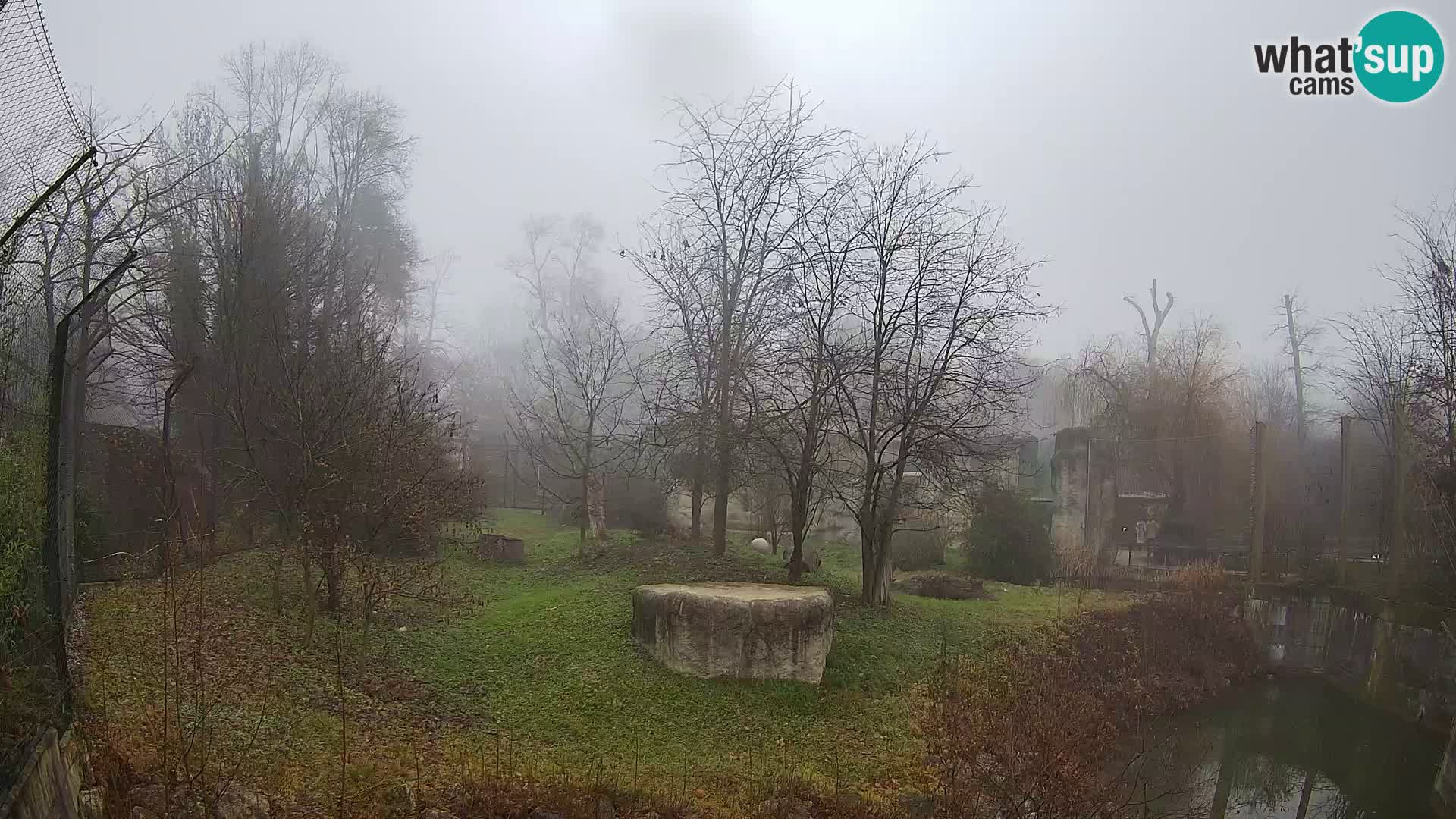 Spletna kamera Zoo Zagreb – Levi