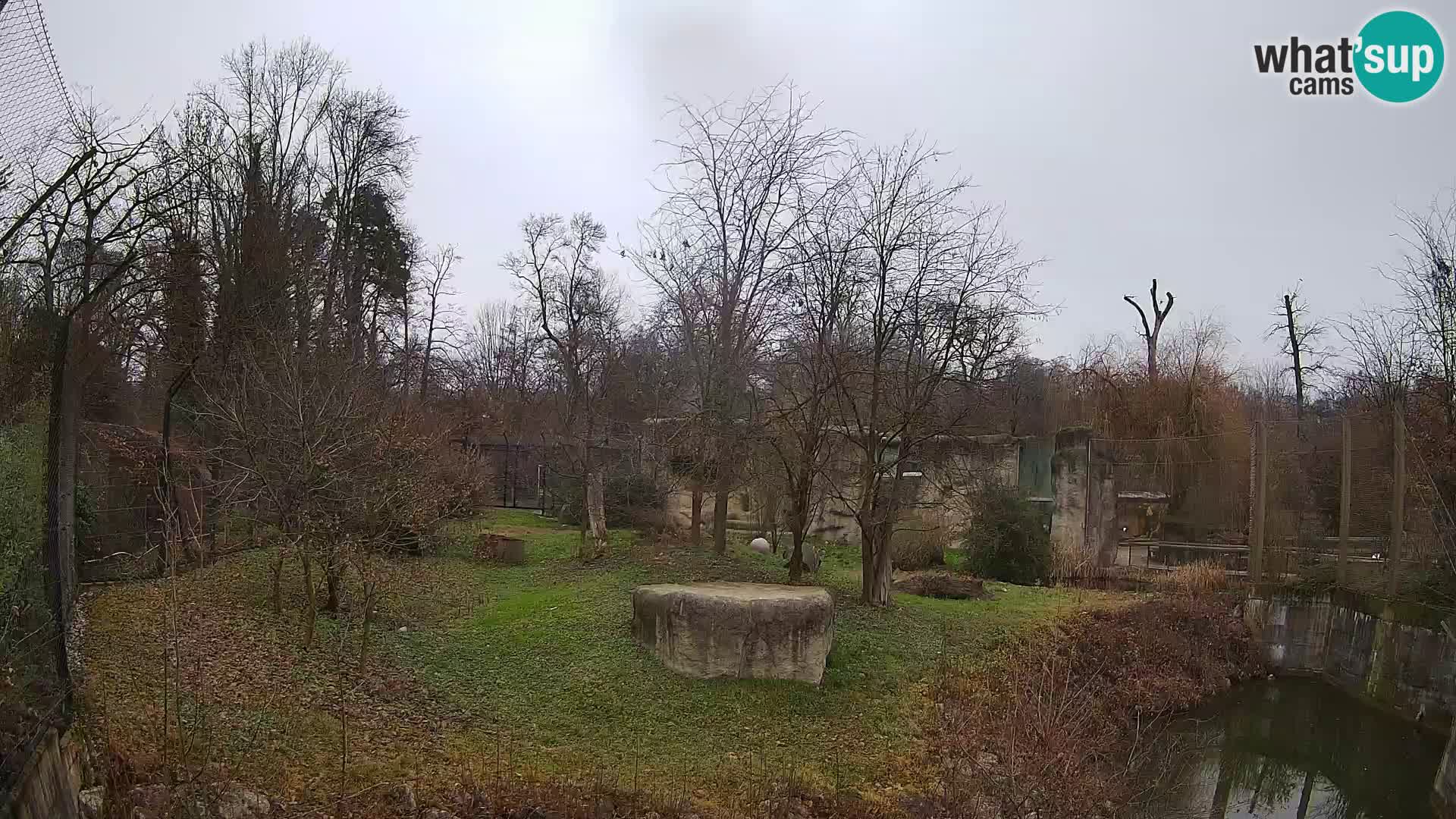 Spletna kamera Zoo Zagreb – Levi