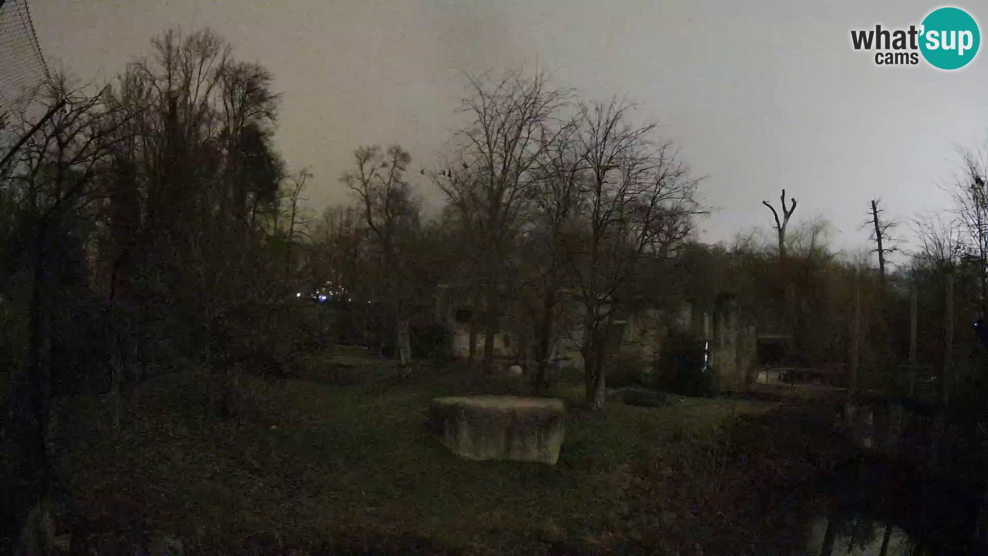 Zoo Zagreb – Lavovi