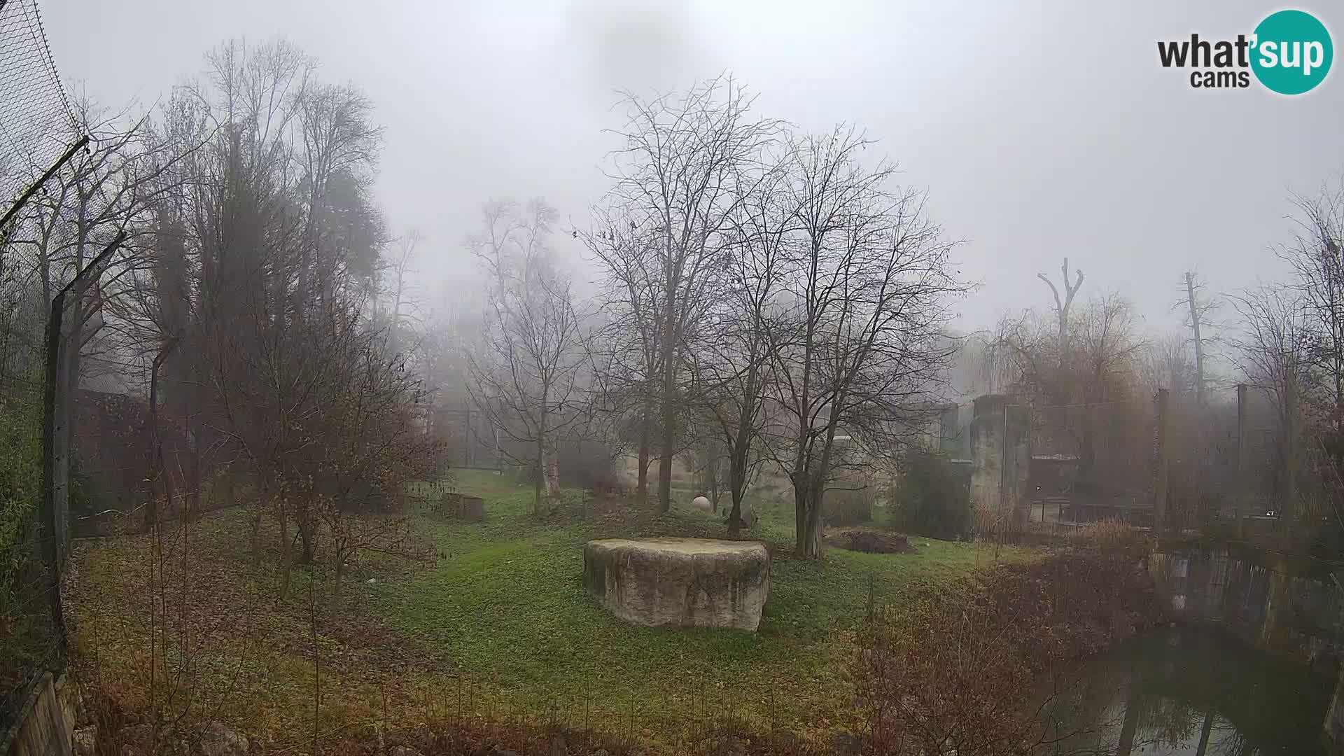 Zoo Zagreb – Lavovi