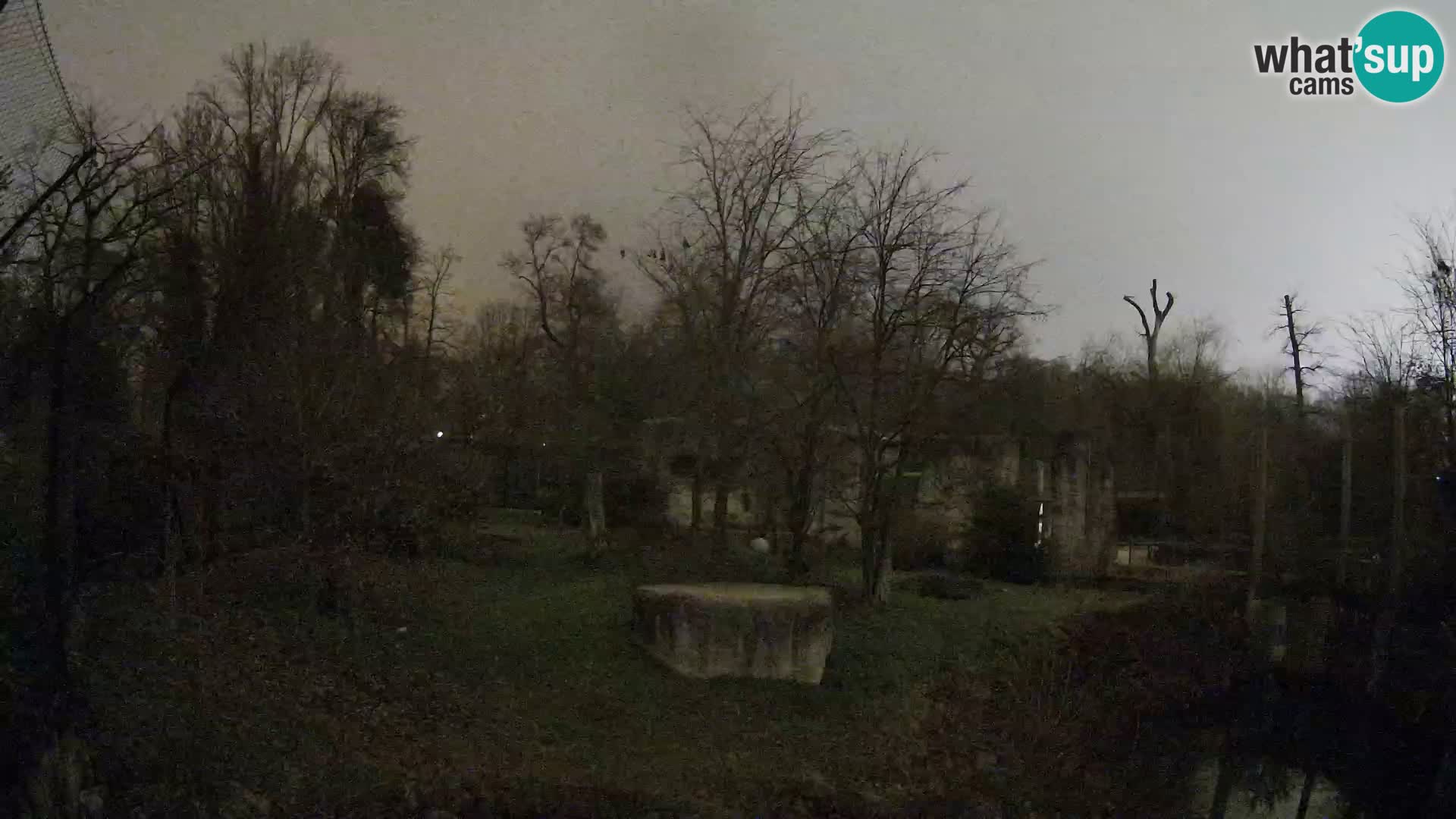 Spletna kamera Zoo Zagreb – Levi