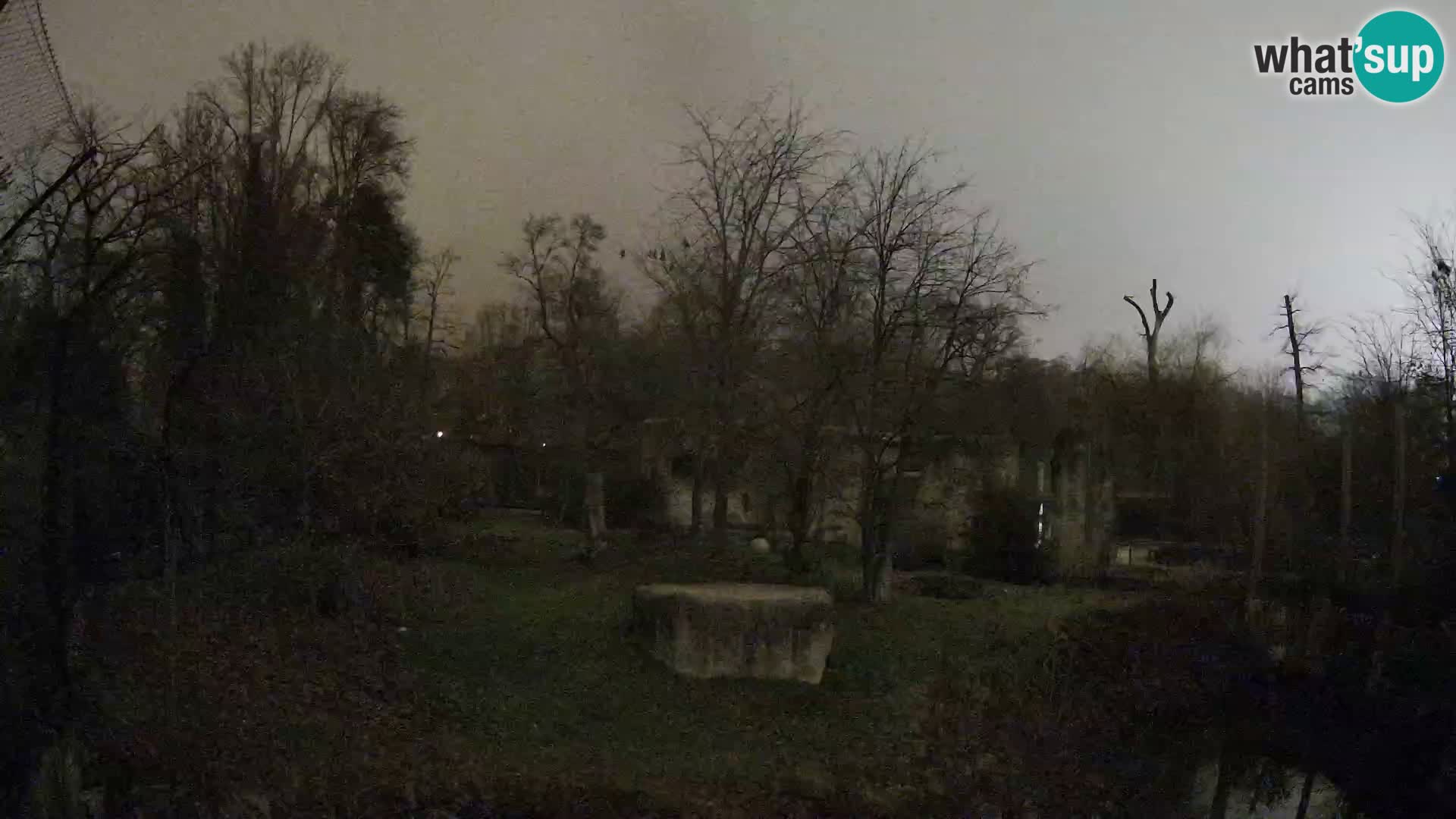 Spletna kamera Zoo Zagreb – Levi