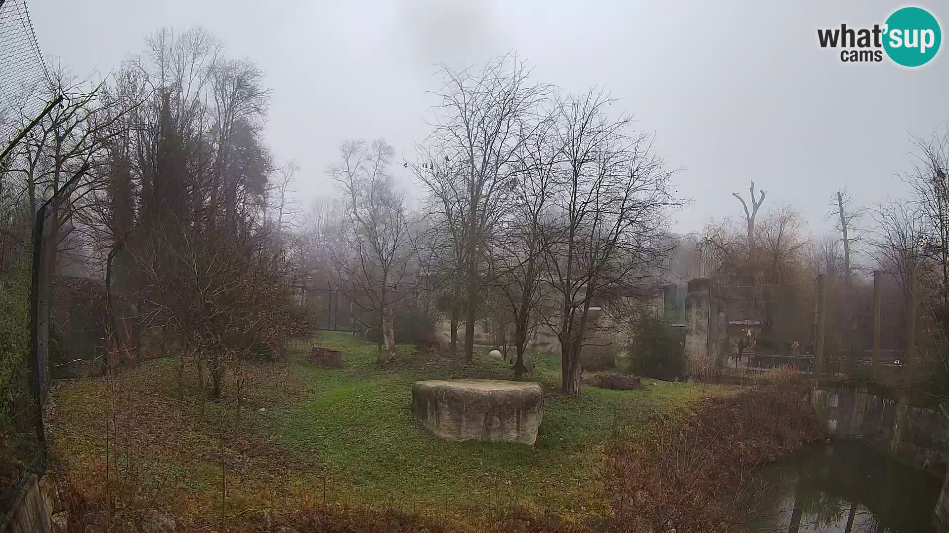 Zoo Zagreb – Lavovi