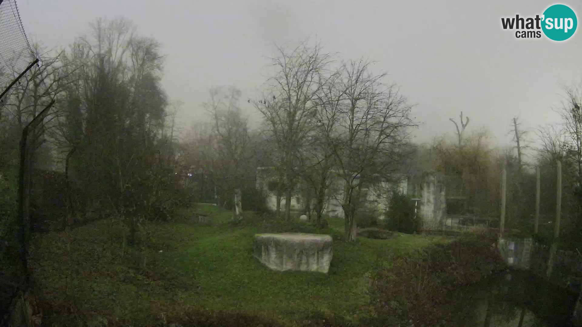 Zoo Zagreb – Lavovi