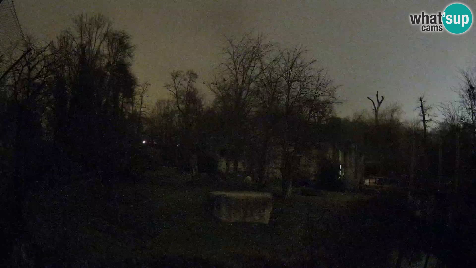 Zoo Zagreb – Lavovi