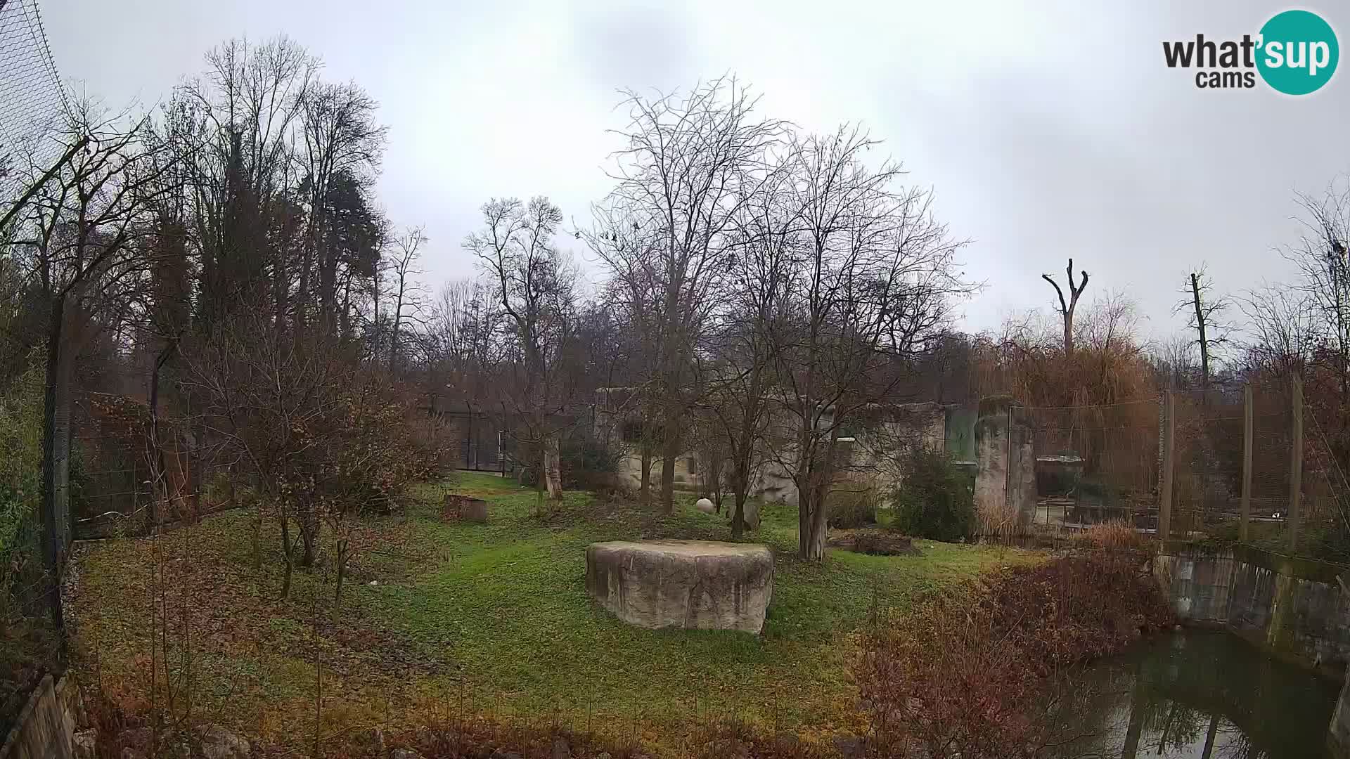 Zoo Zagreb – Lavovi