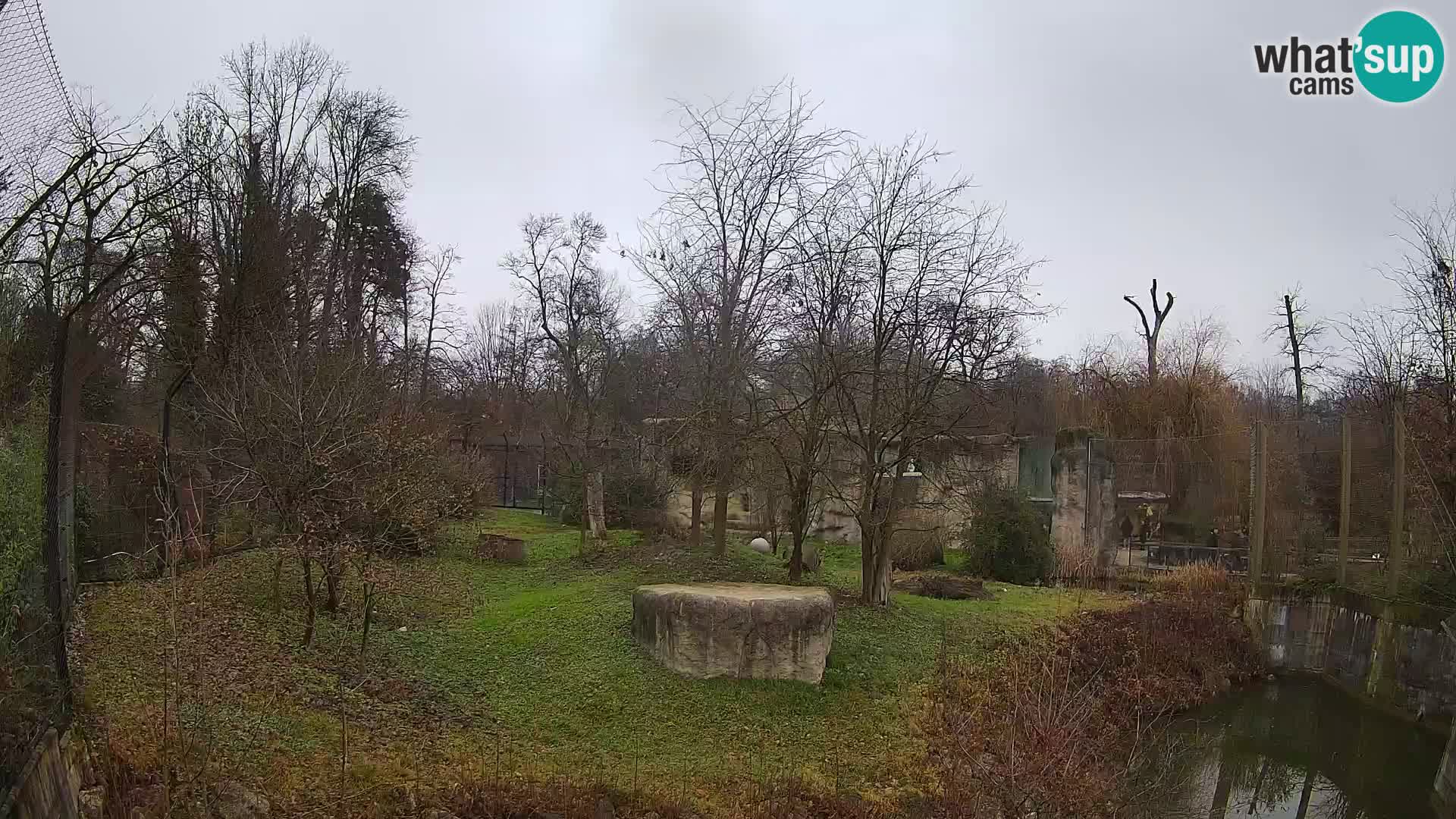 Spletna kamera Zoo Zagreb – Levi