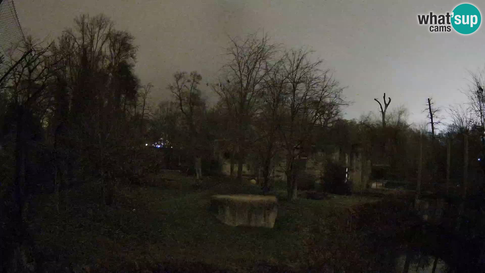 Spletna kamera Zoo Zagreb – Levi