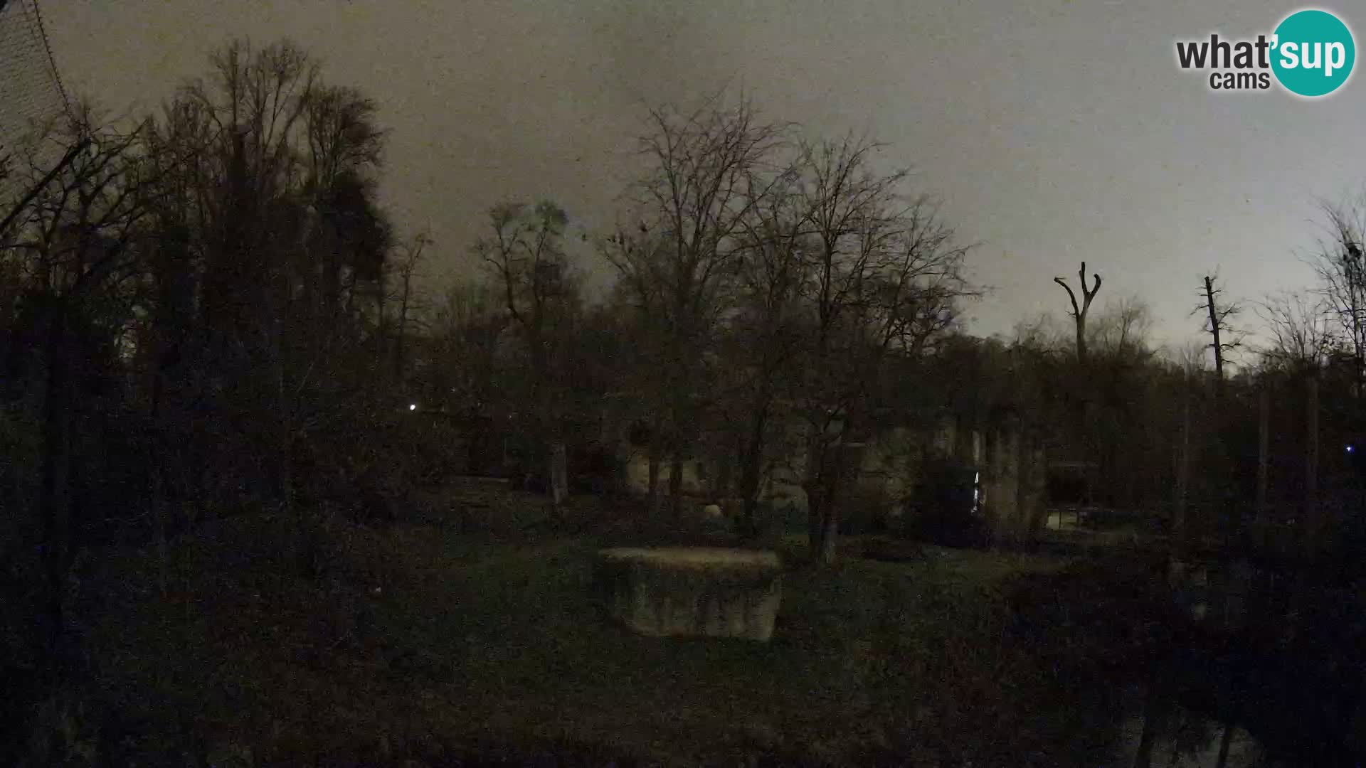 Zoo Zagreb – Lavovi