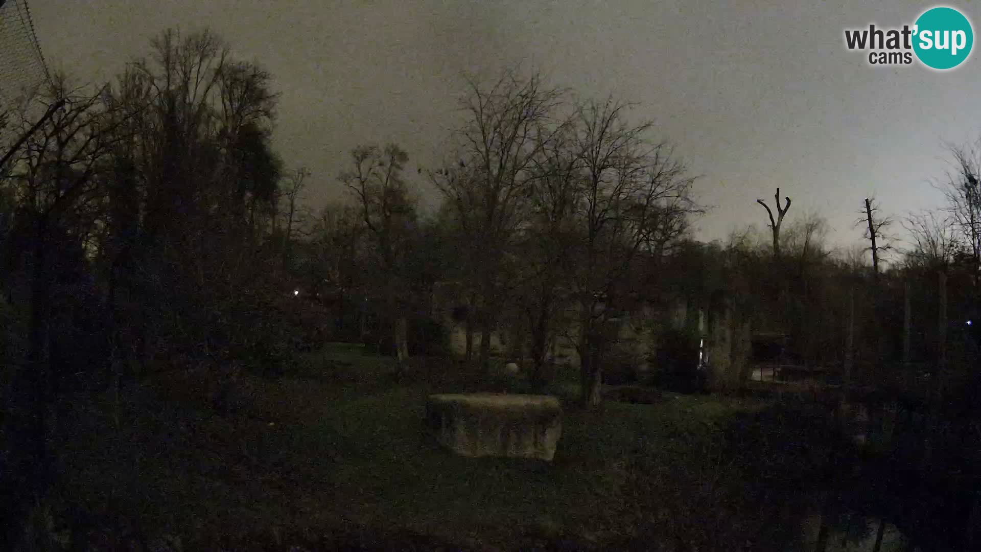 Zoo Zagreb – Lavovi