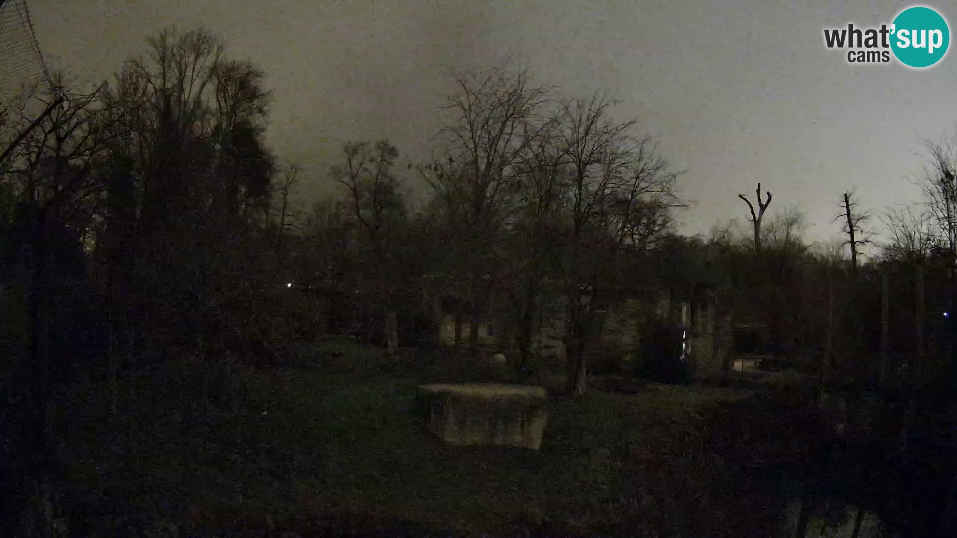 Zoo Zagreb – Lavovi