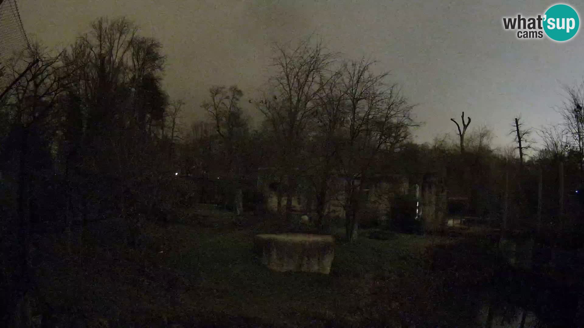 Zoo Zagreb – Lavovi