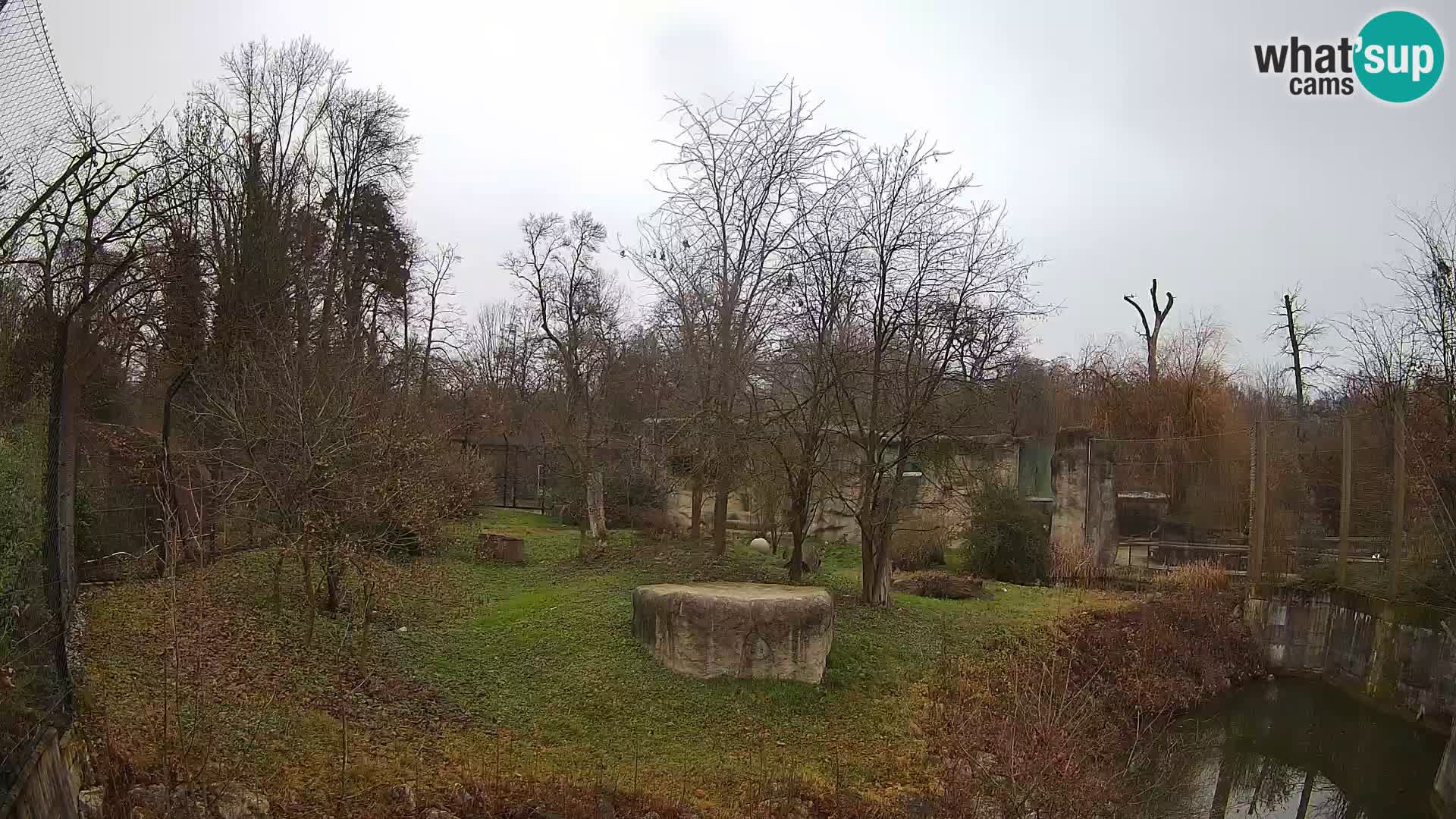 Spletna kamera Zoo Zagreb – Levi