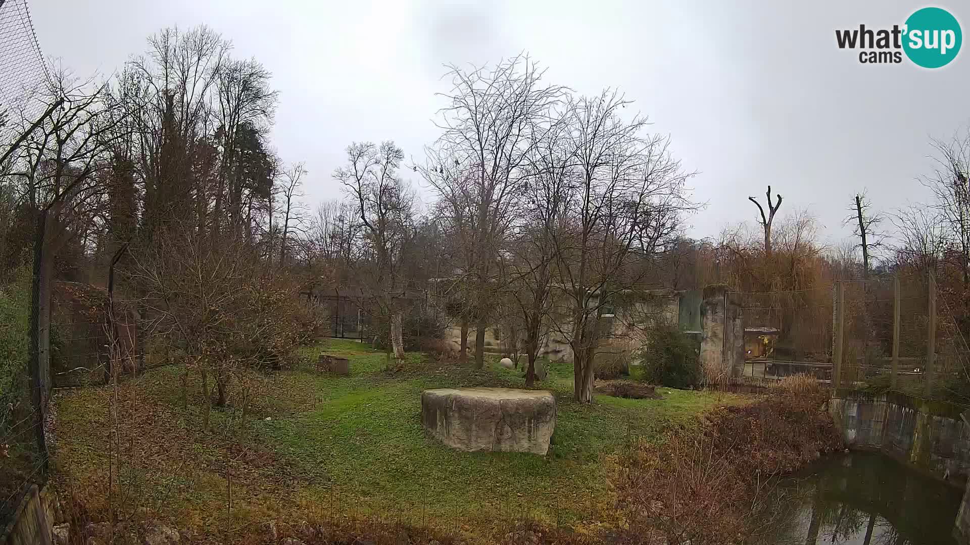 Zoo Zagreb – Lavovi