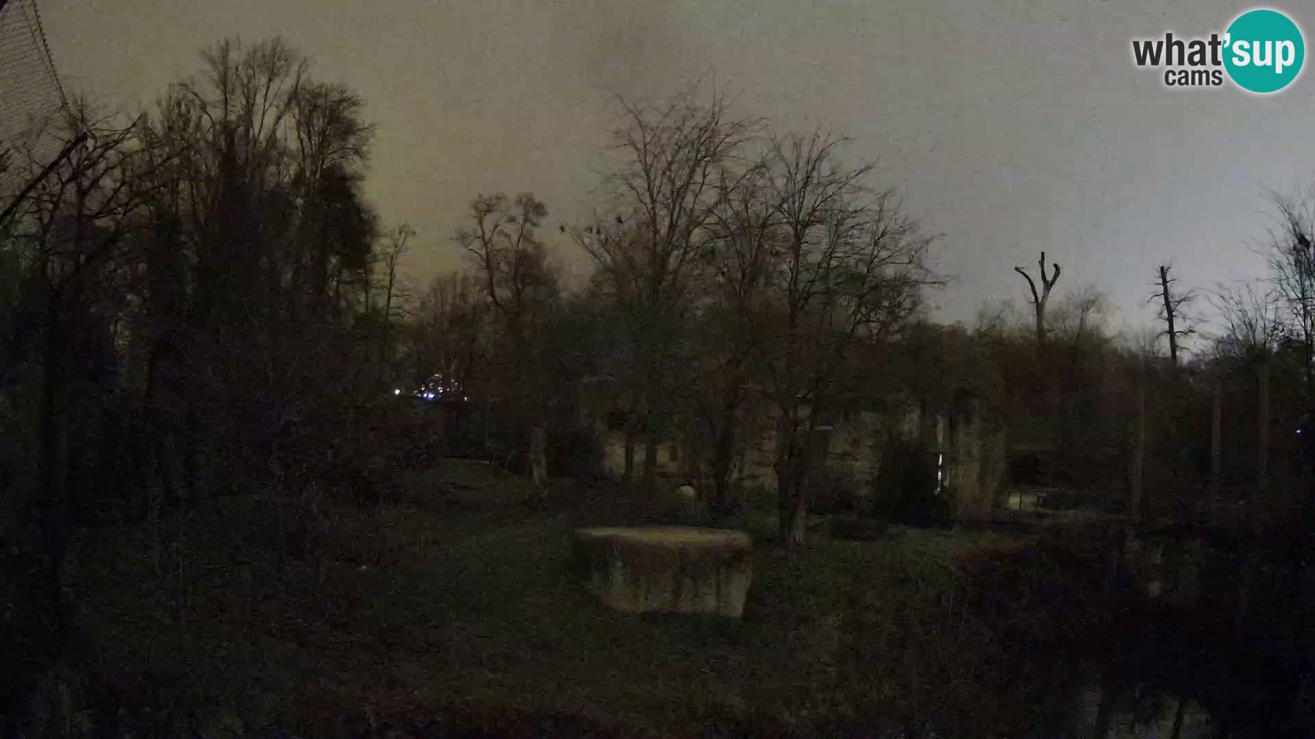 Spletna kamera Zoo Zagreb – Levi