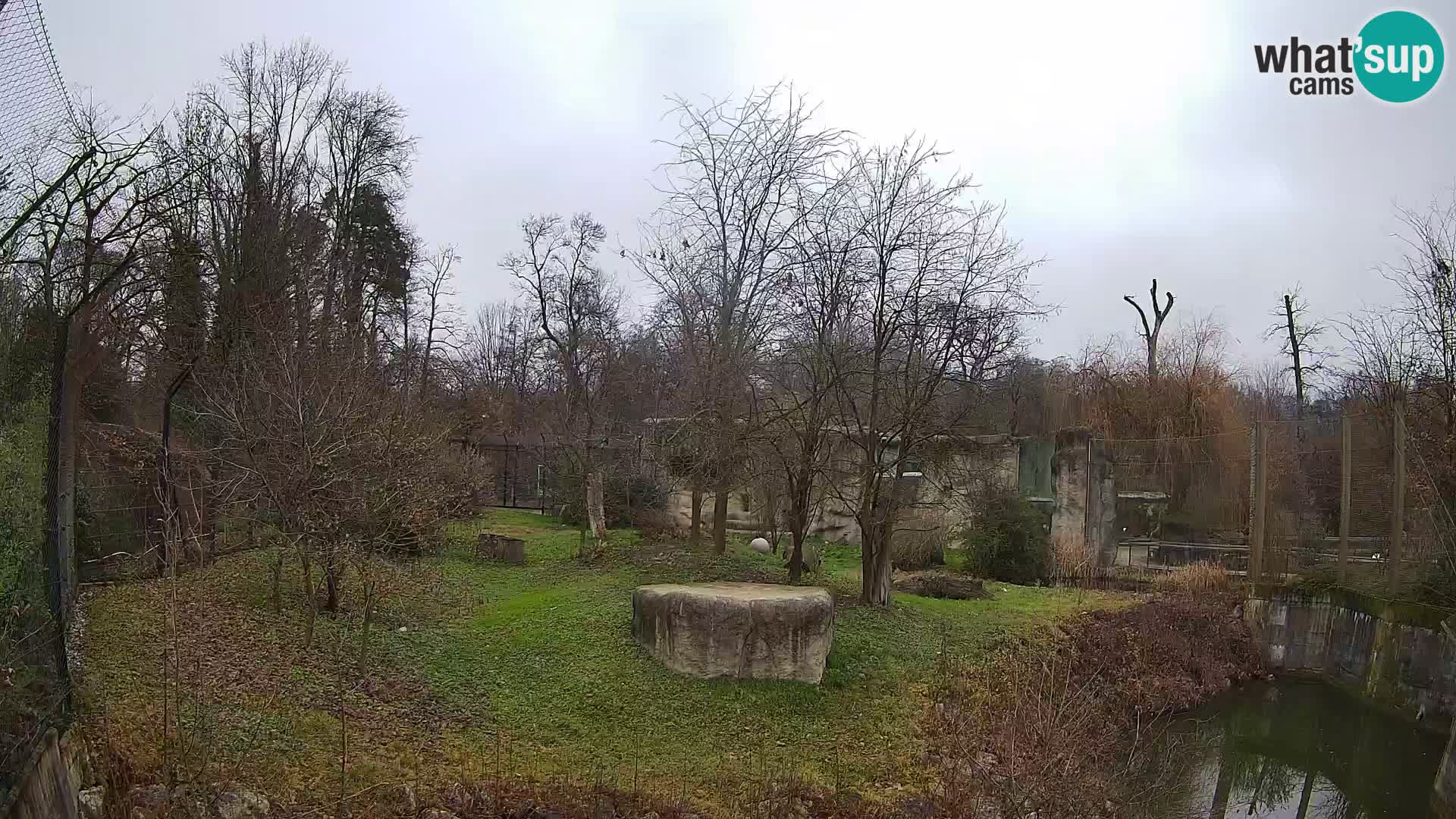 Spletna kamera Zoo Zagreb – Levi