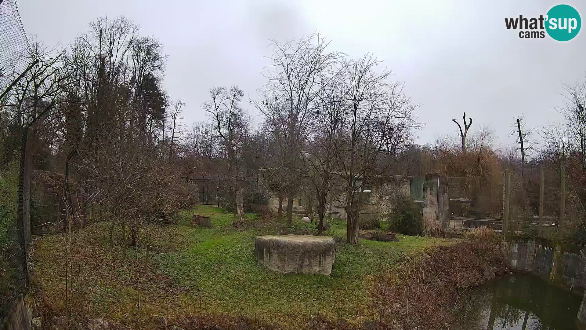 Spletna kamera Zoo Zagreb – Levi