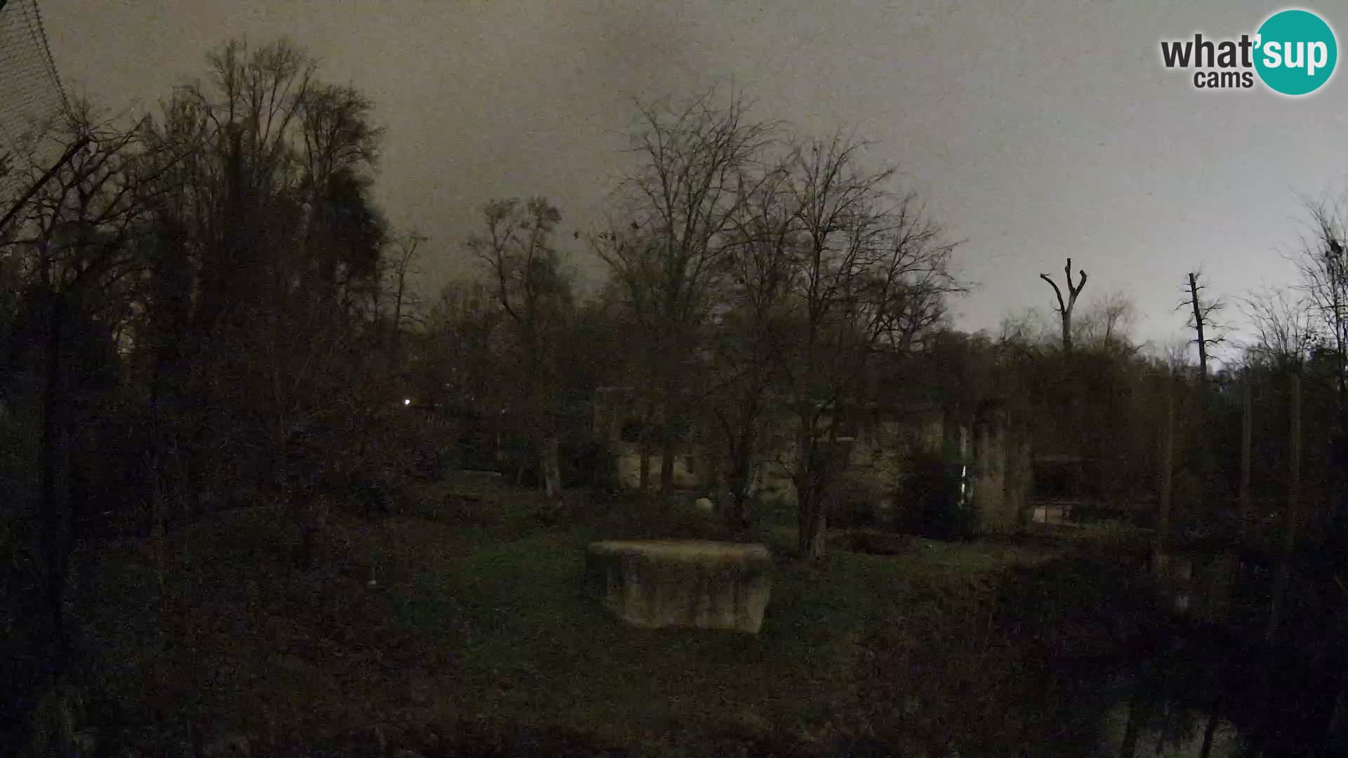 Spletna kamera Zoo Zagreb – Levi