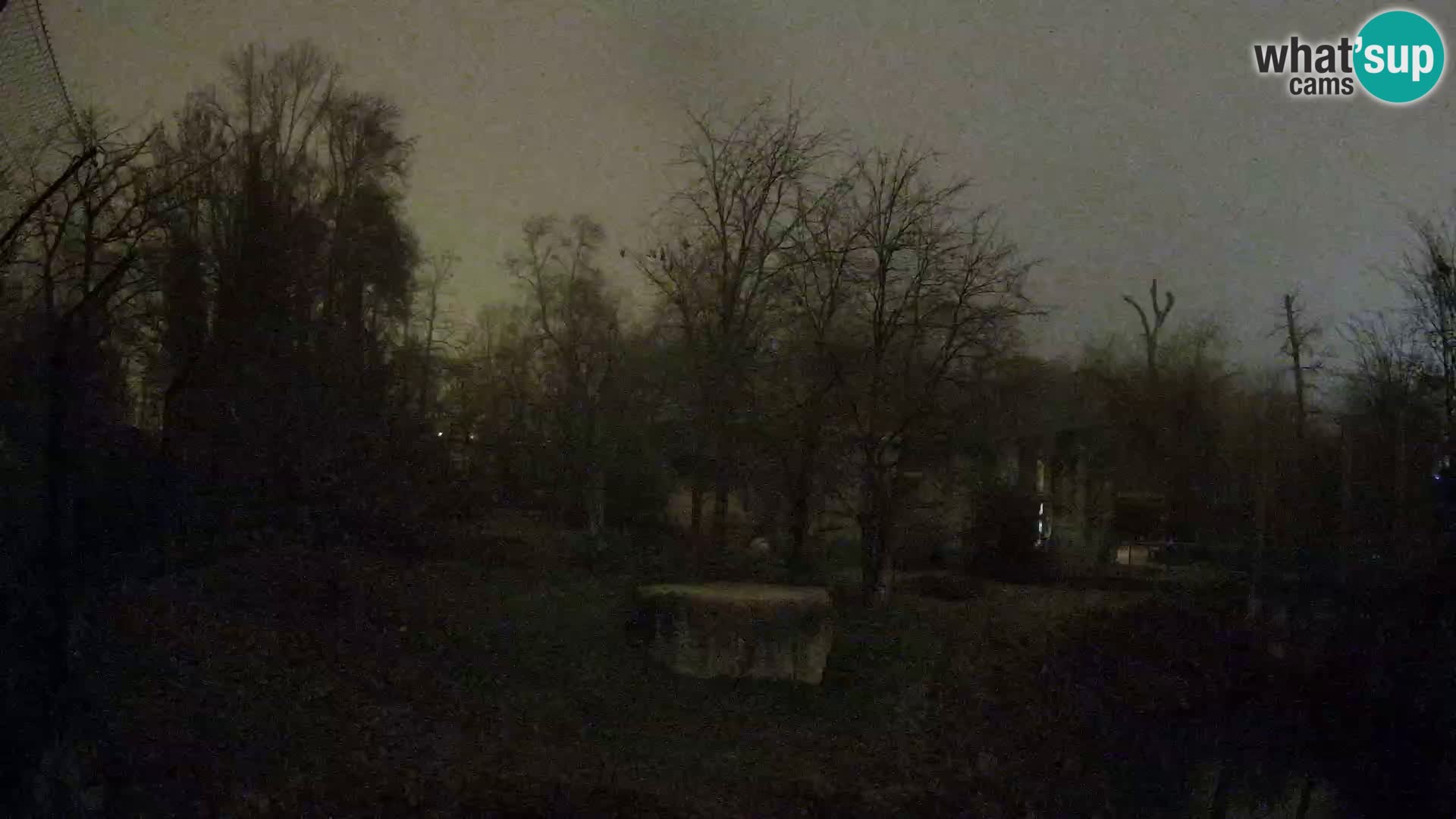 Spletna kamera Zoo Zagreb – Levi