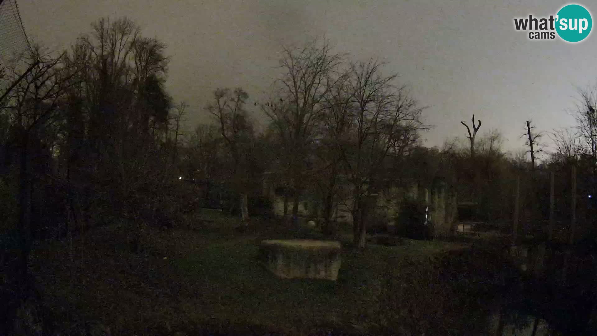 Spletna kamera Zoo Zagreb – Levi