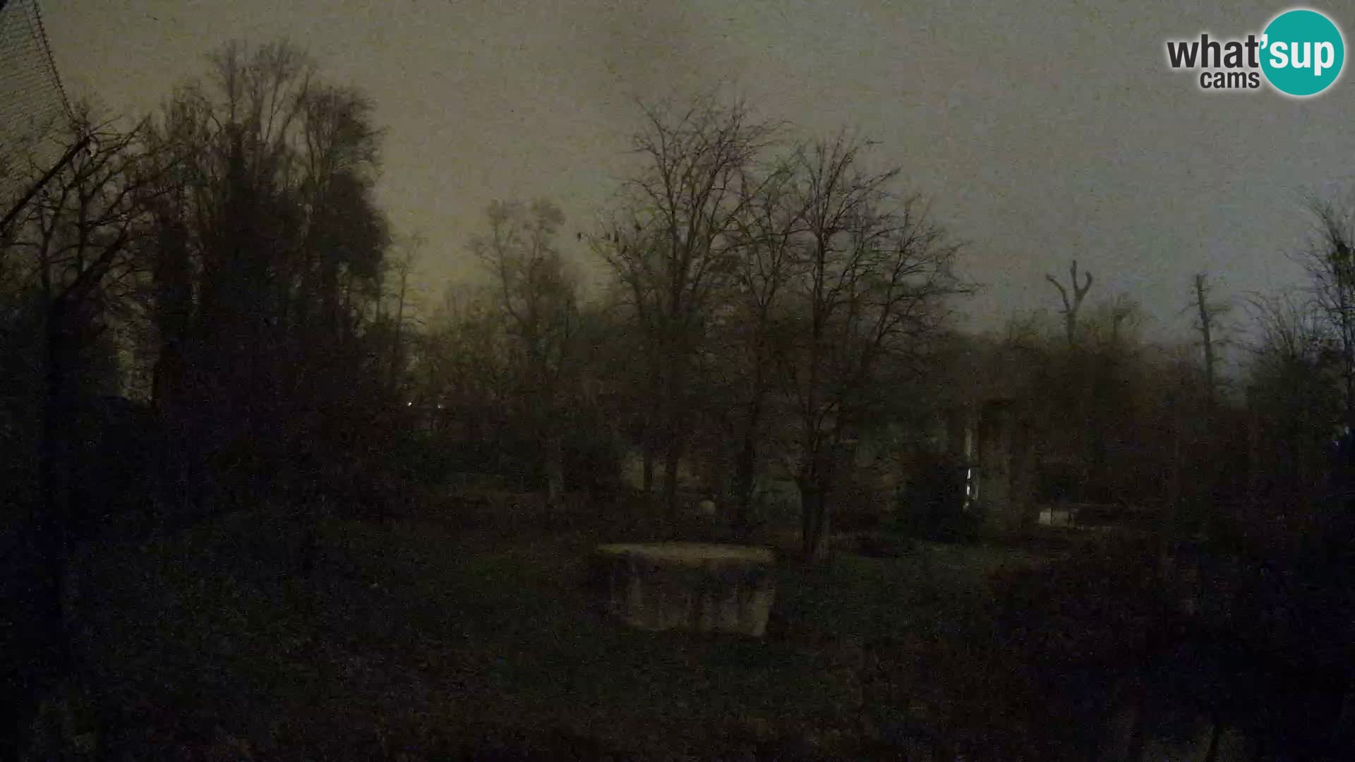 Spletna kamera Zoo Zagreb – Levi