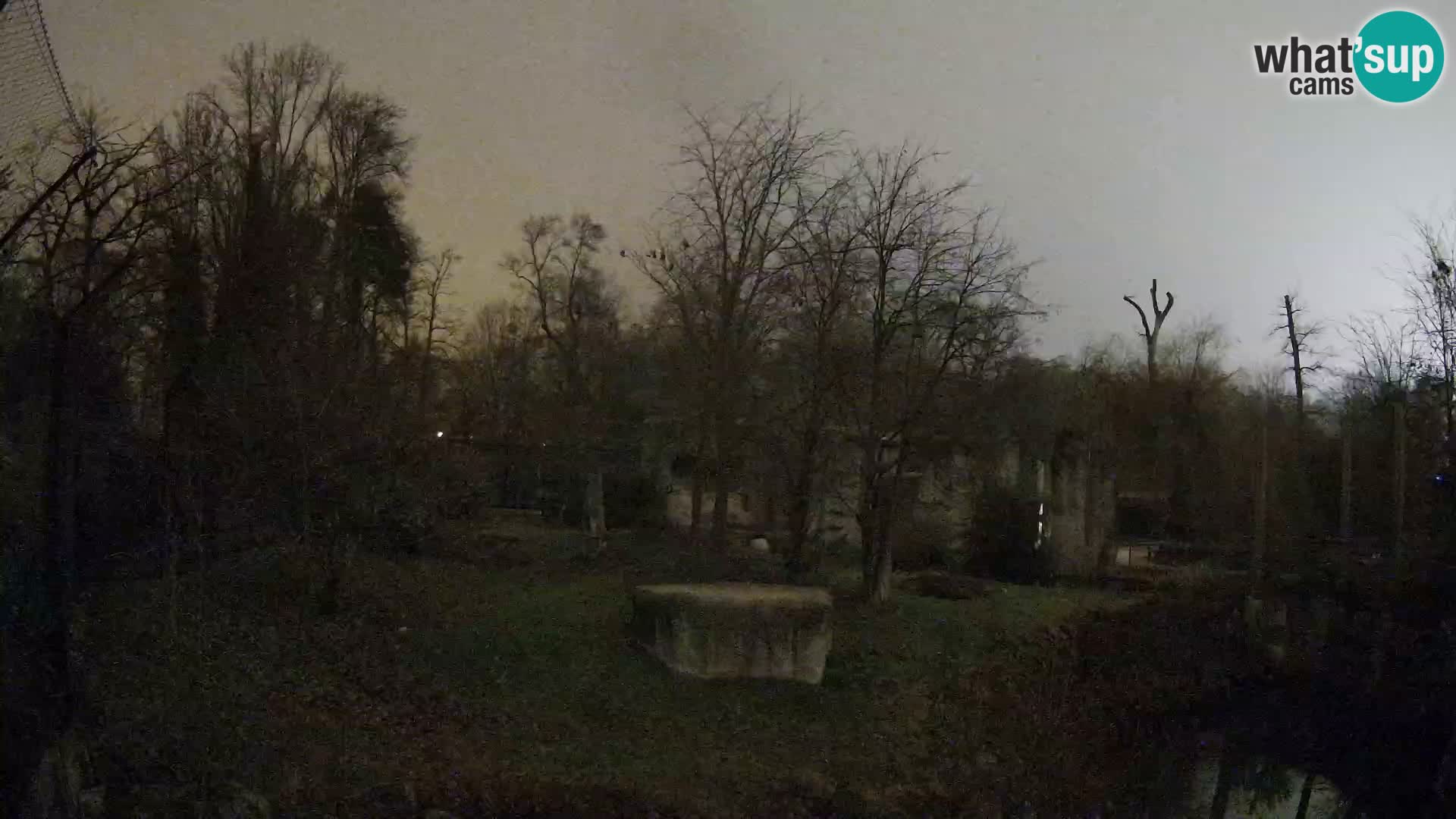 Spletna kamera Zoo Zagreb – Levi