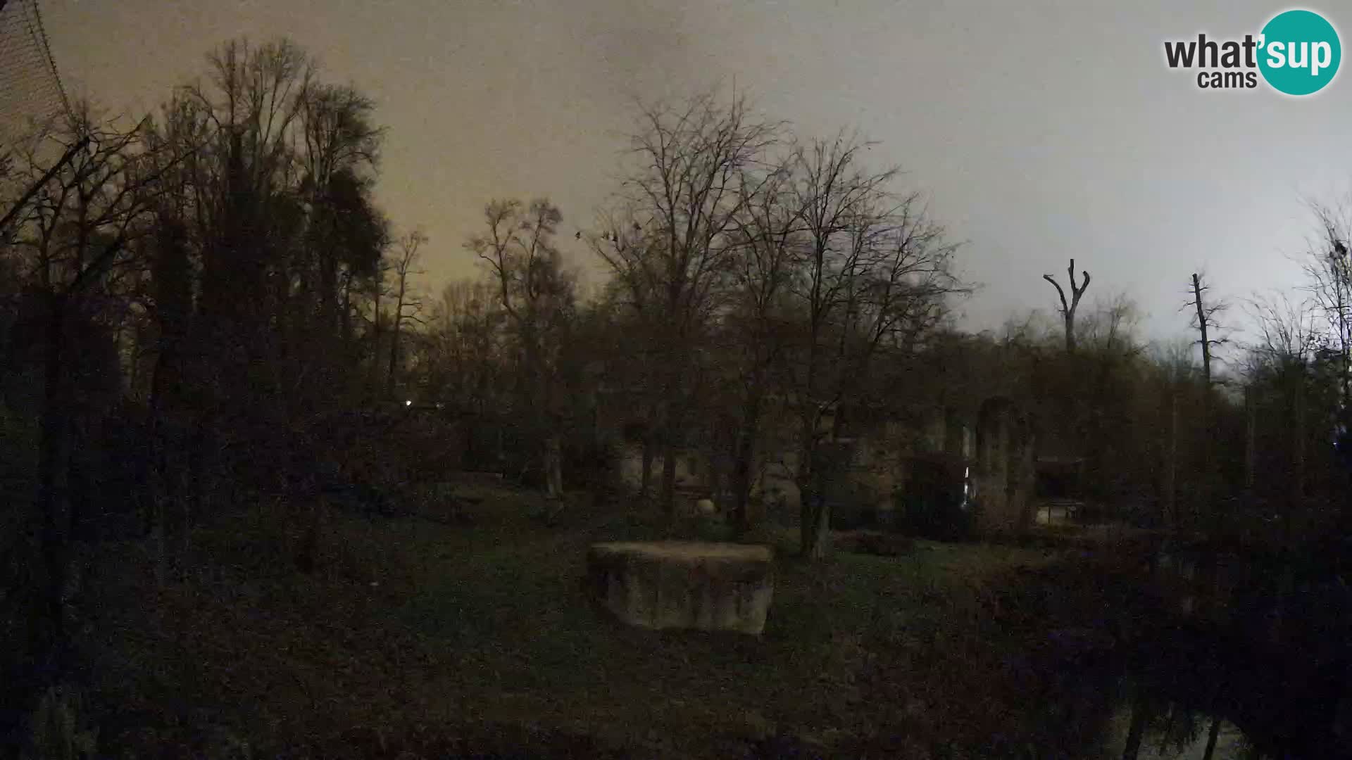 Spletna kamera Zoo Zagreb – Levi