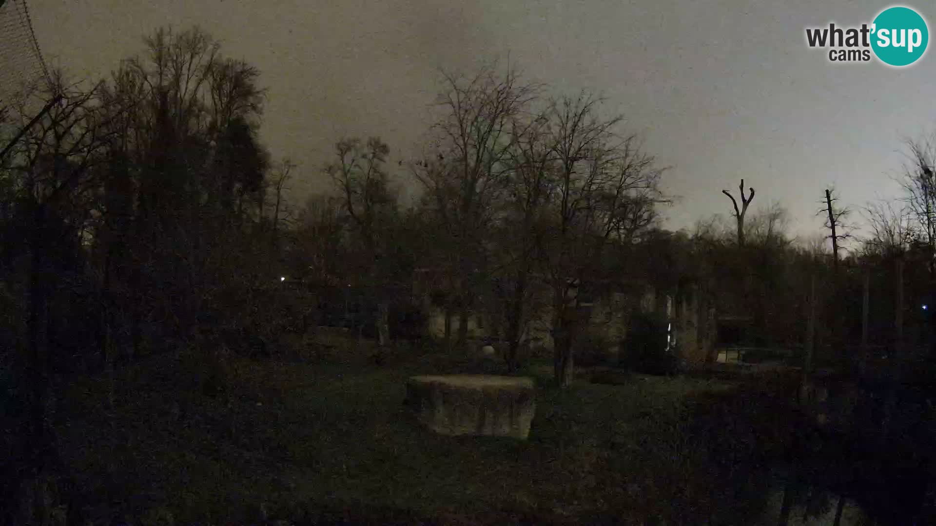 Zoo Zagreb – Lavovi