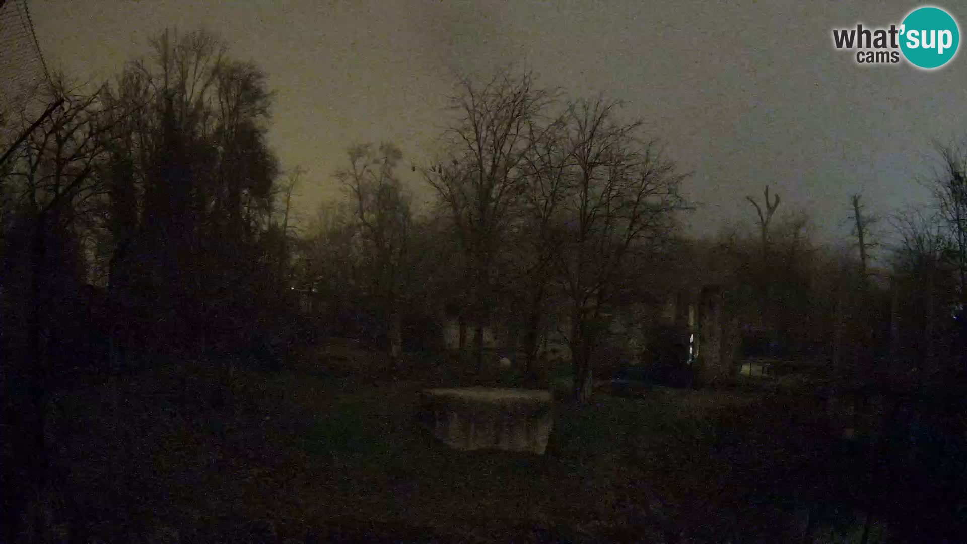 Spletna kamera Zoo Zagreb – Levi