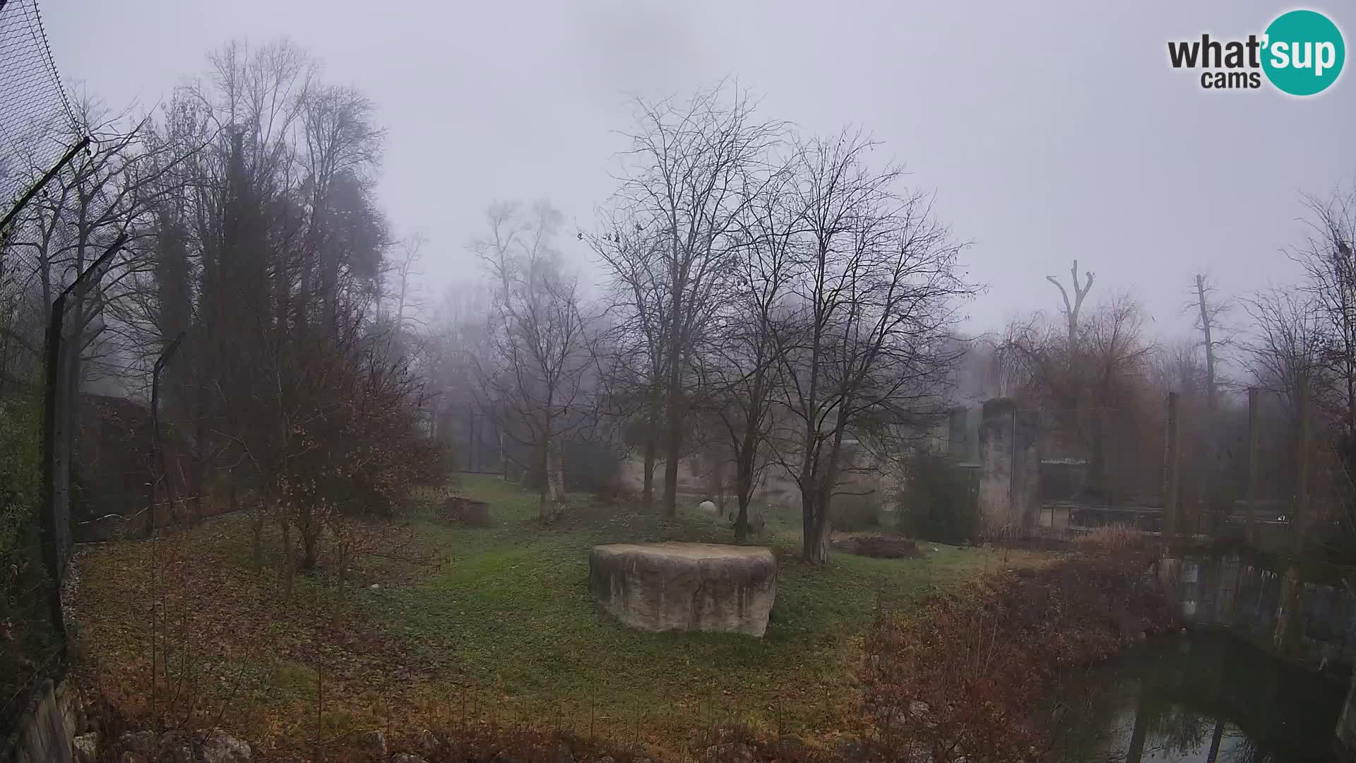 Zoo Zagreb – Lavovi