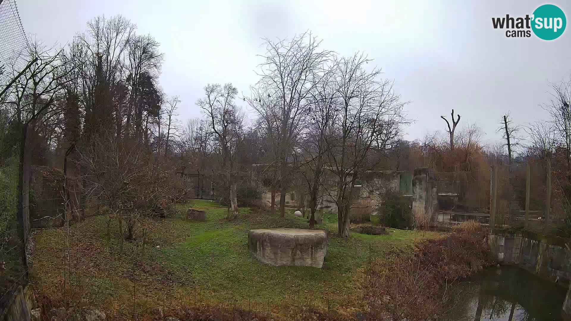 Zoo Zagreb – Lavovi