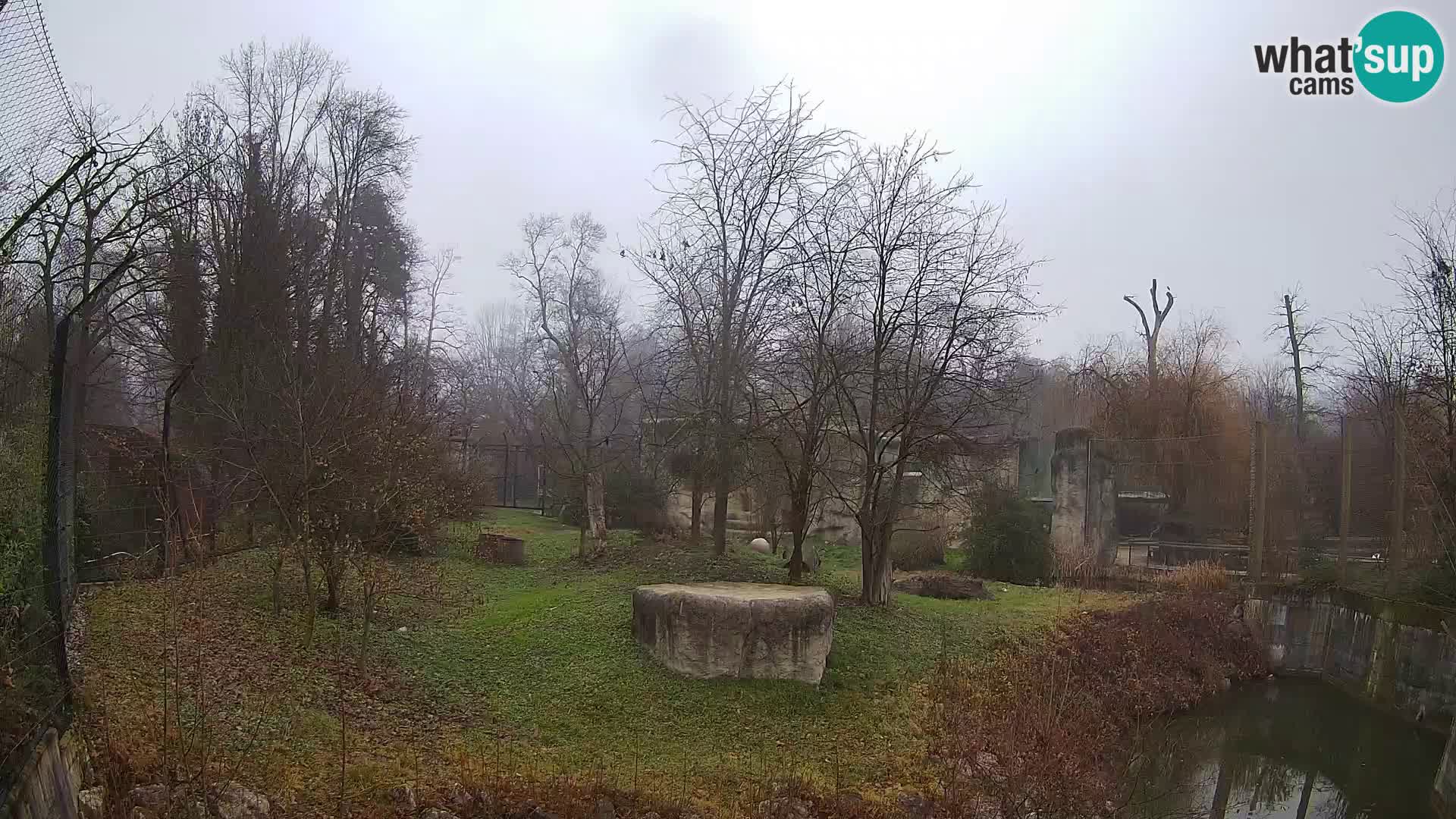 Zoo Zagreb – Lavovi