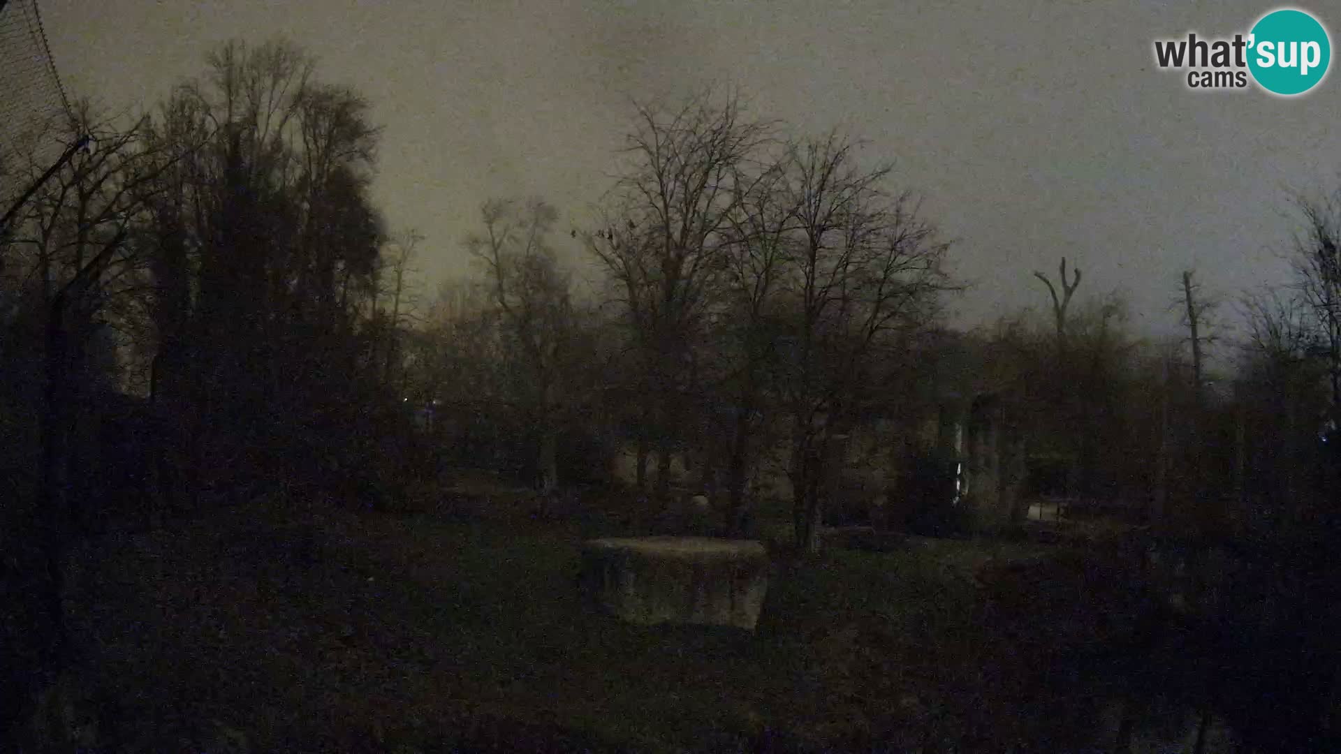 Spletna kamera Zoo Zagreb – Levi