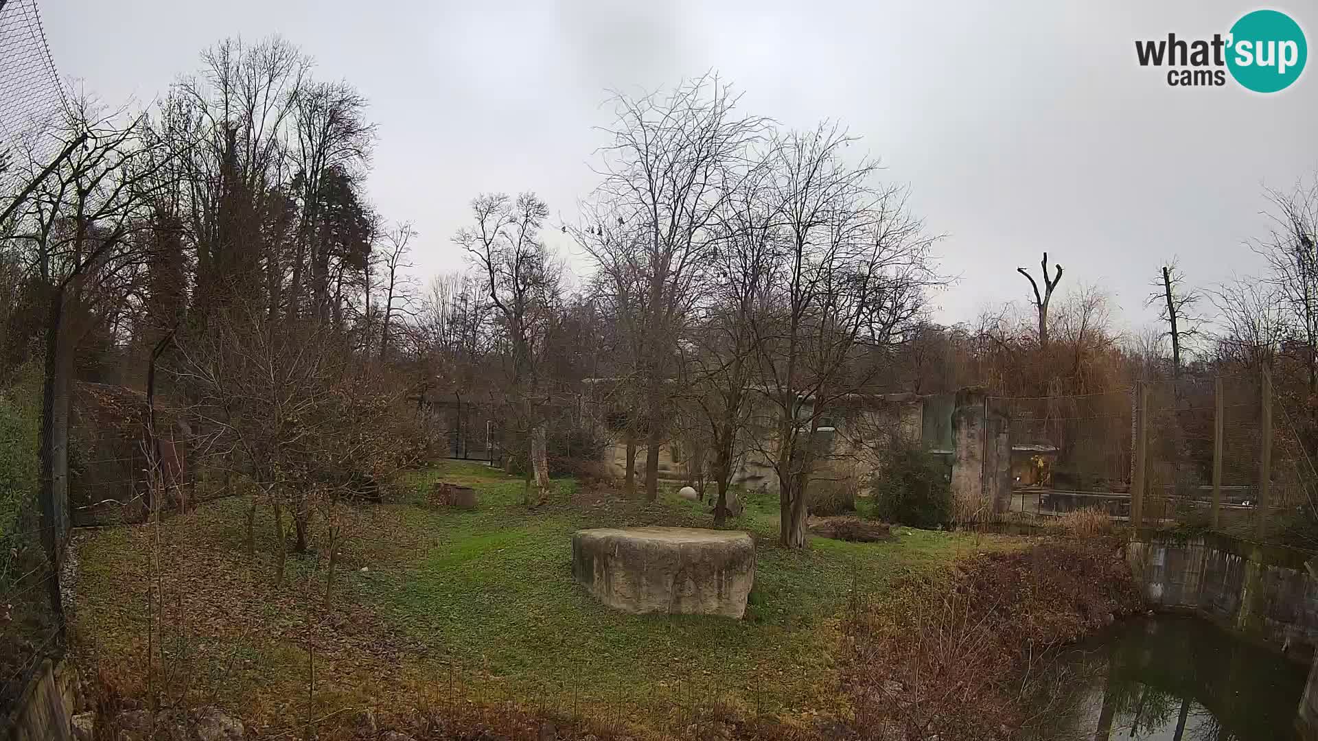 Spletna kamera Zoo Zagreb – Levi