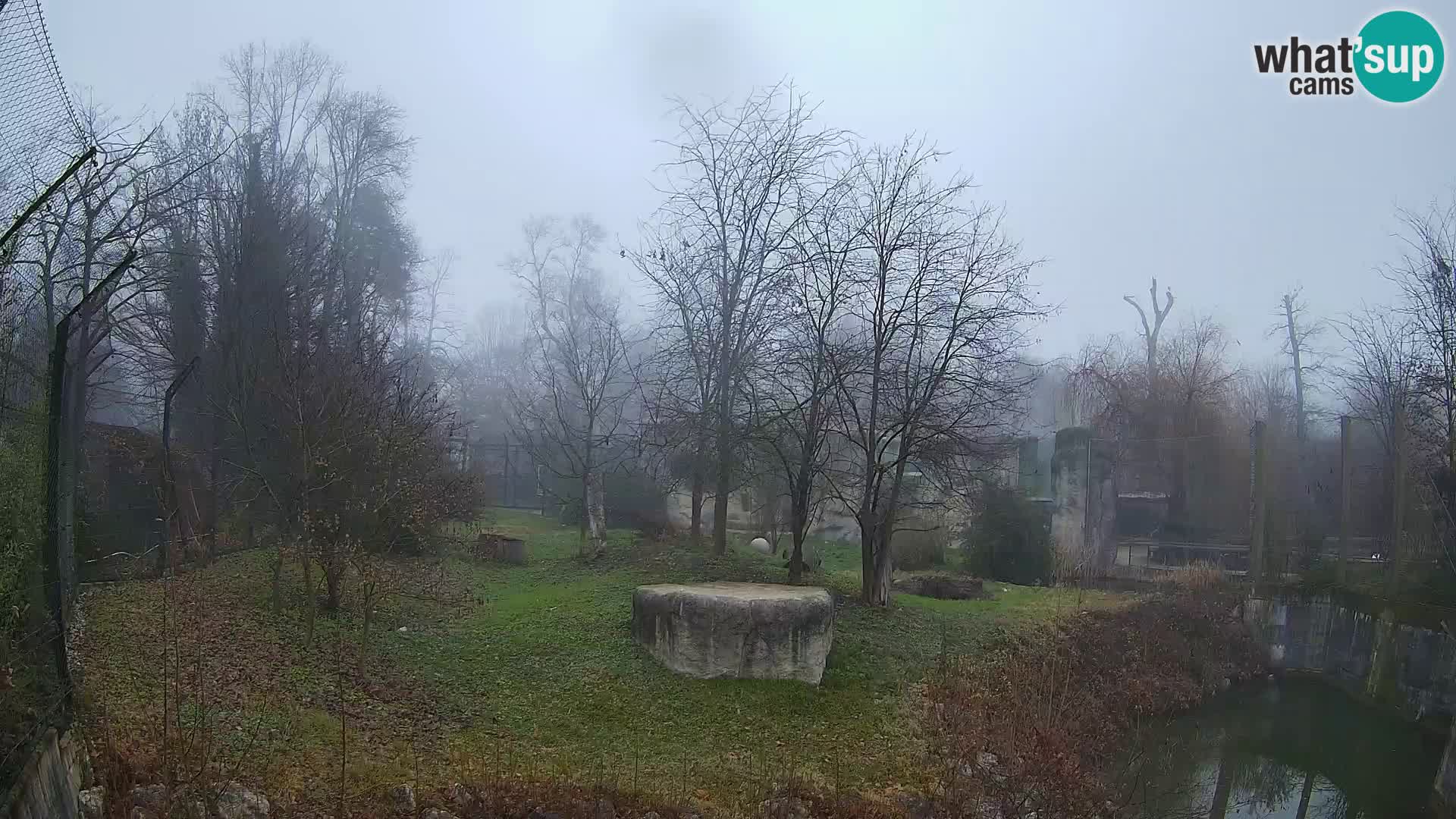 Spletna kamera Zoo Zagreb – Levi